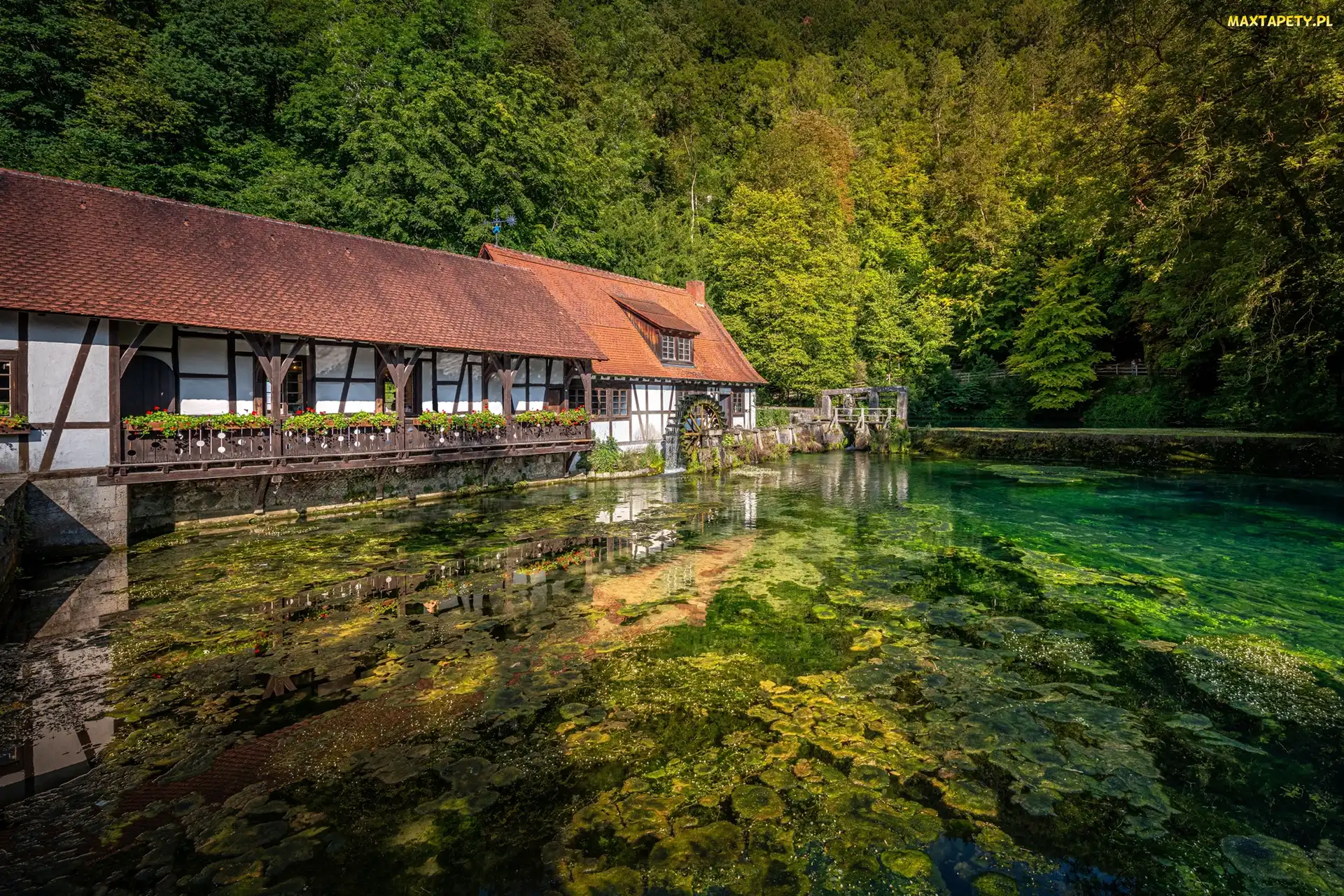 Staw, Młyn, Las