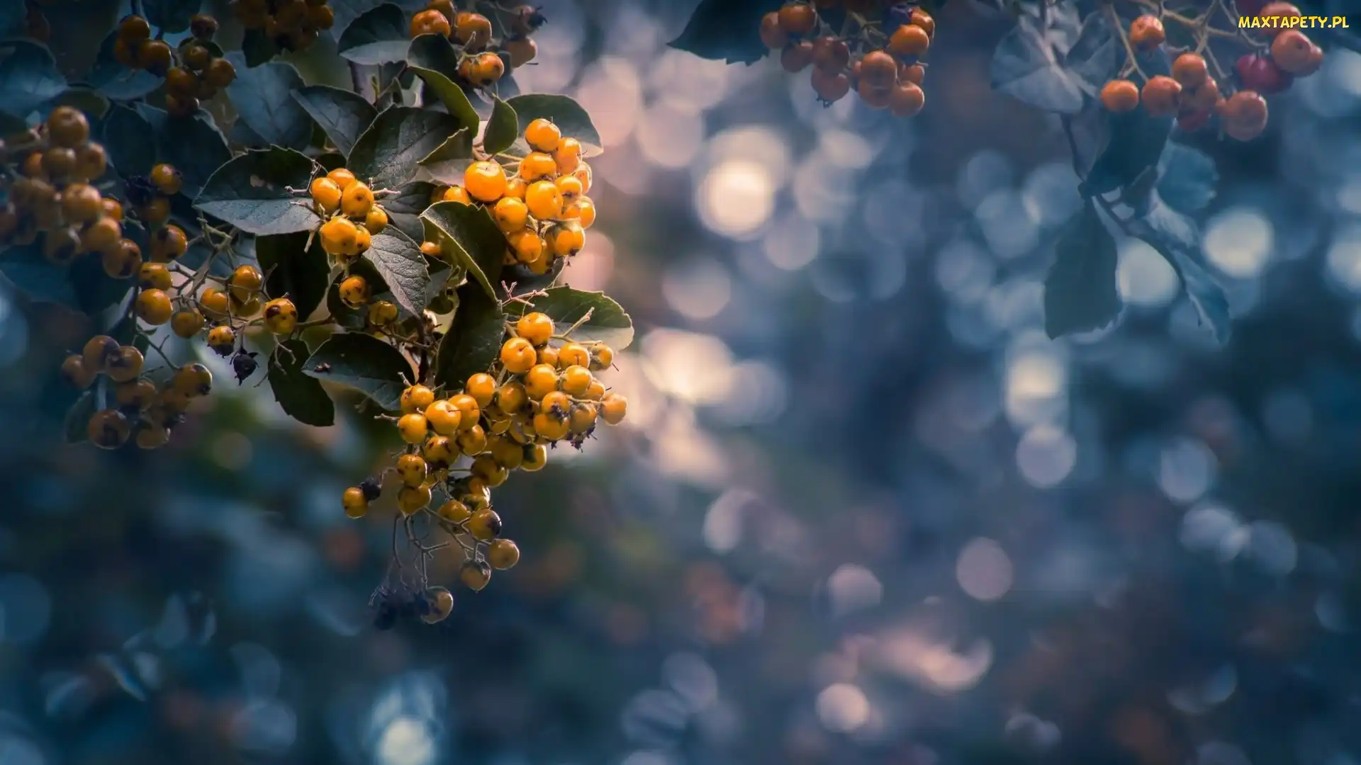 Bokeh, Liście, Gałąź, Krzew, Żółte, Jagody