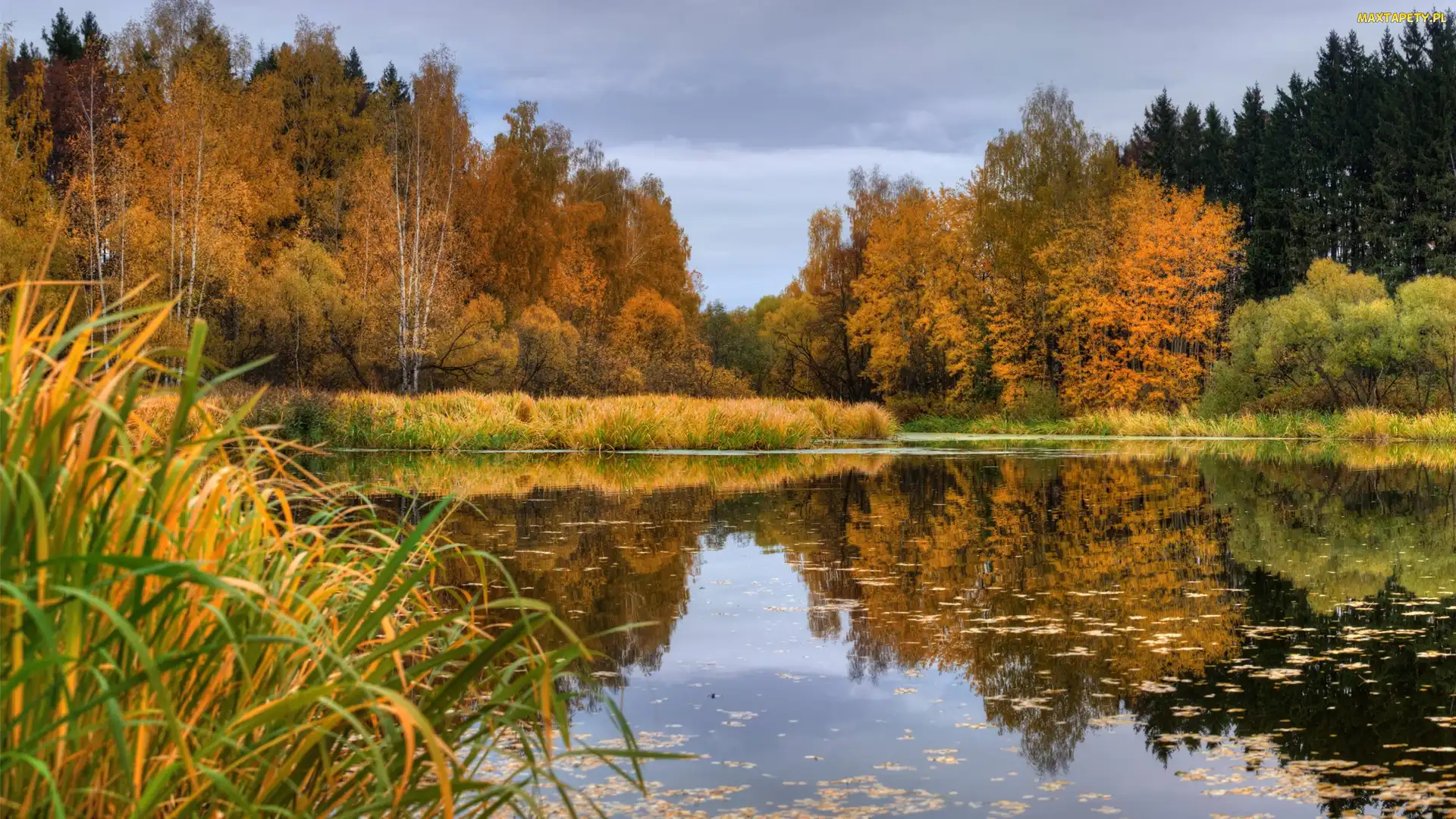Jezioro, Drzewa, Trawa, Jesień, Odbicie, Las