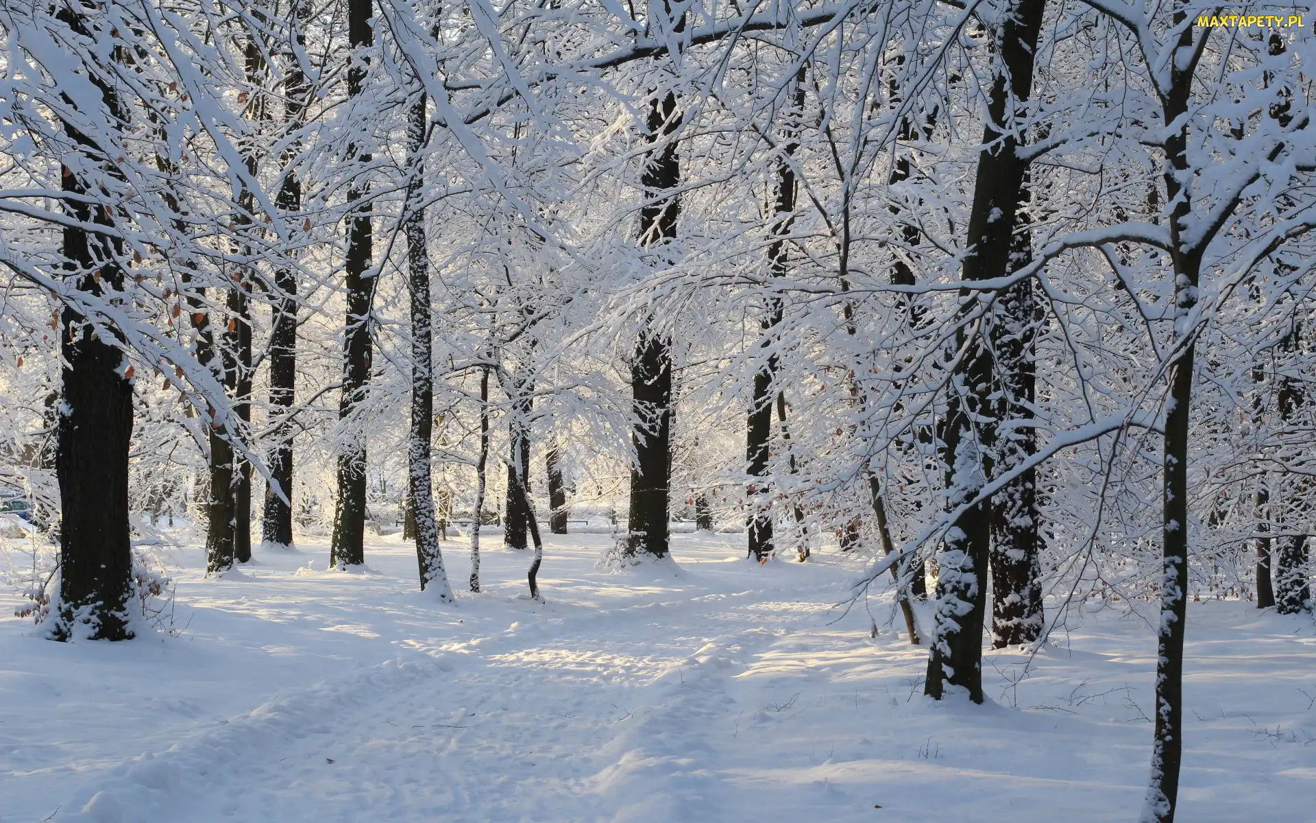 Śnieg, Ścieżka, Drzewa, Park, Zima