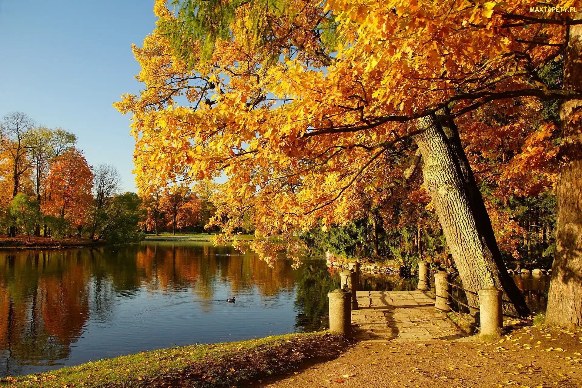 Park, Jesień, Kaczka, Drzewa, Staw