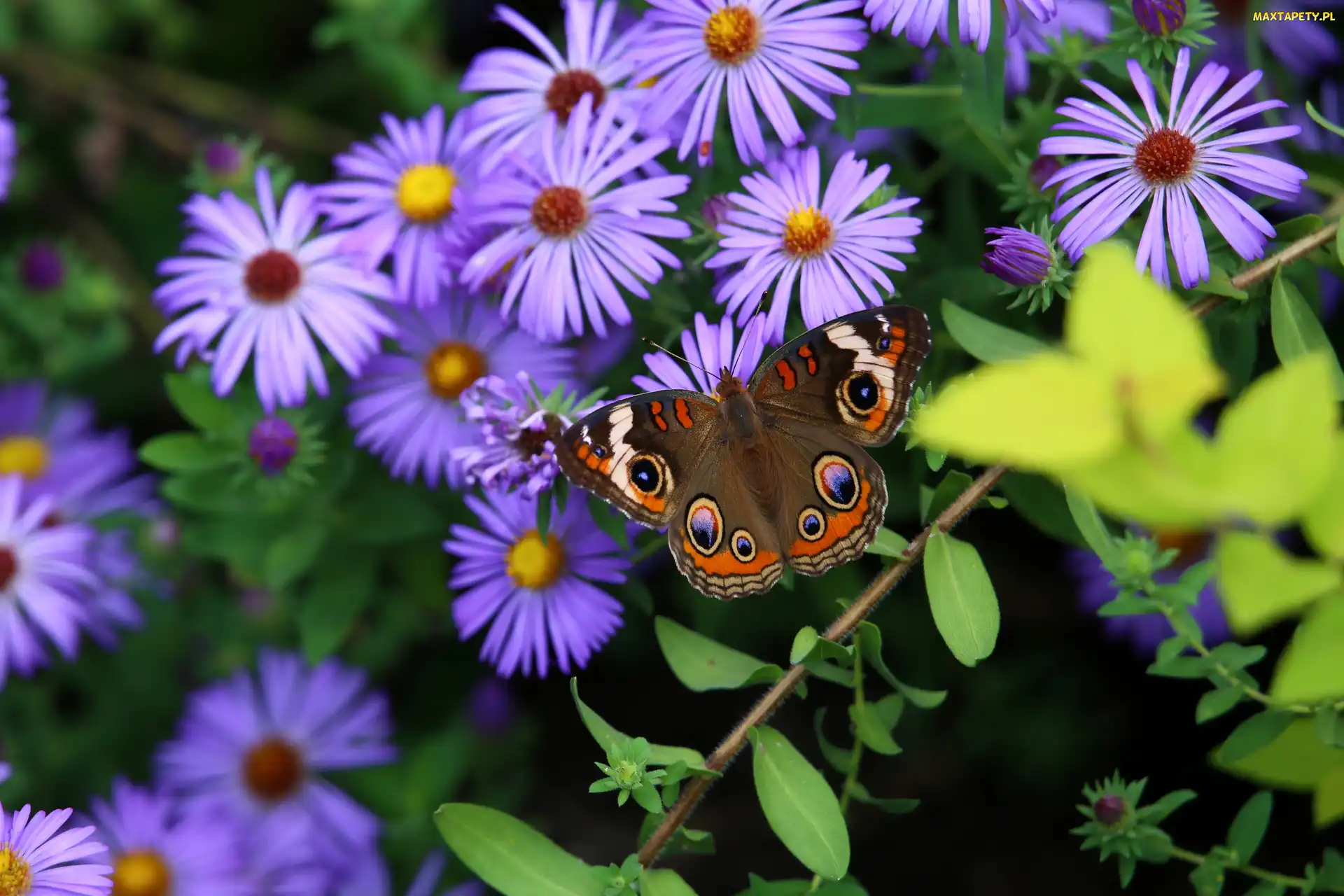 Astry, Kwiaty, Motyl, Fioletowe