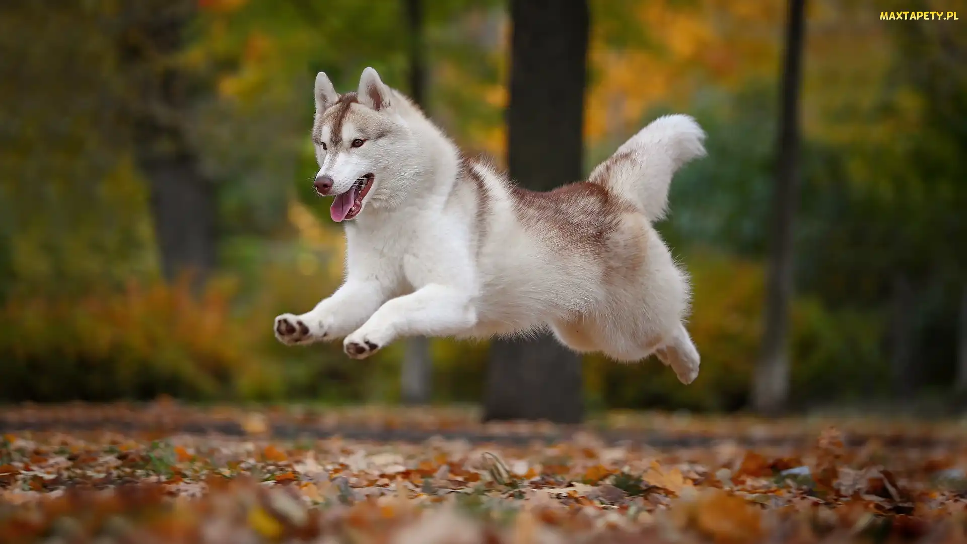 Pies, Siberian husky, Skaczący