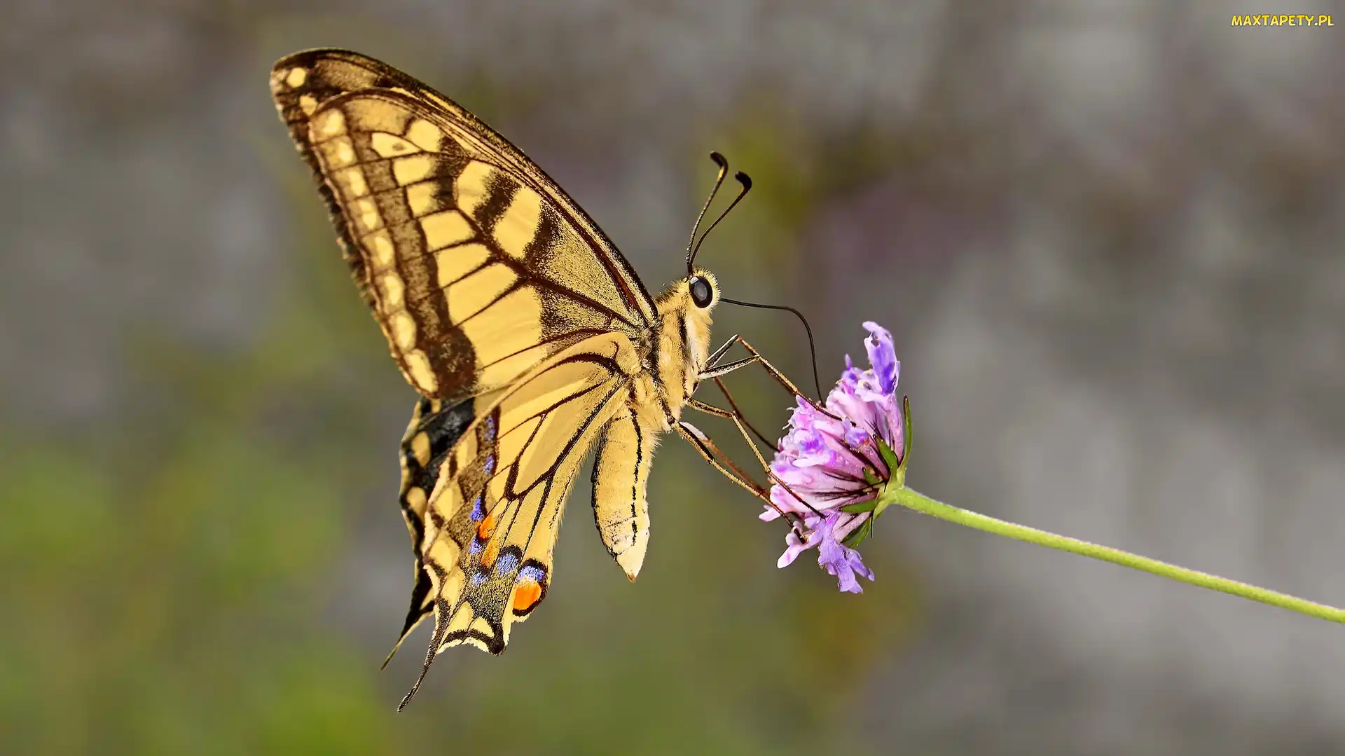 Motyl, Makro, Fioletowy, Kwiatek, Paź królowej