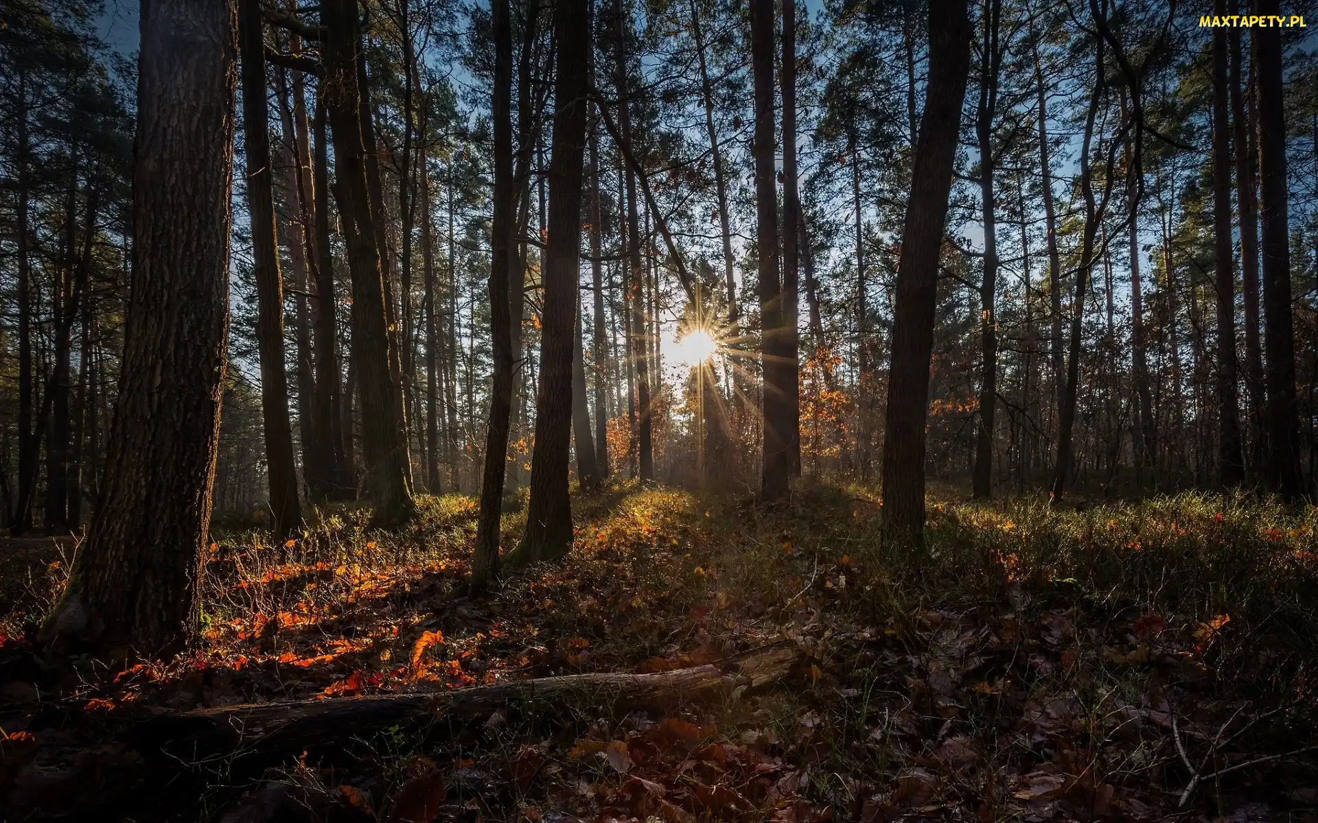 Las iglasty, Promienie słońca, Drzewa
