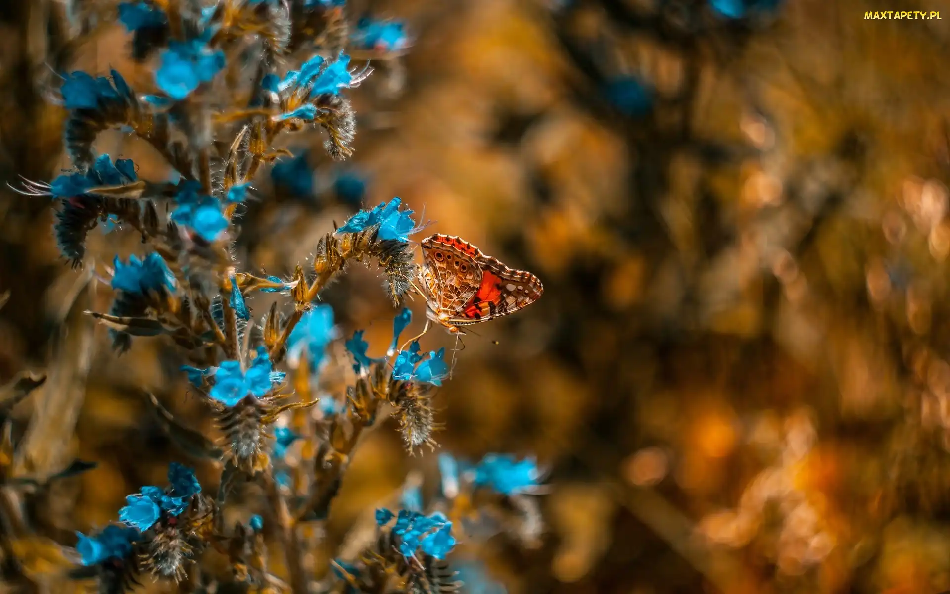 Rusałka osetnik, Motyl, Niebieskie, Kwiaty
