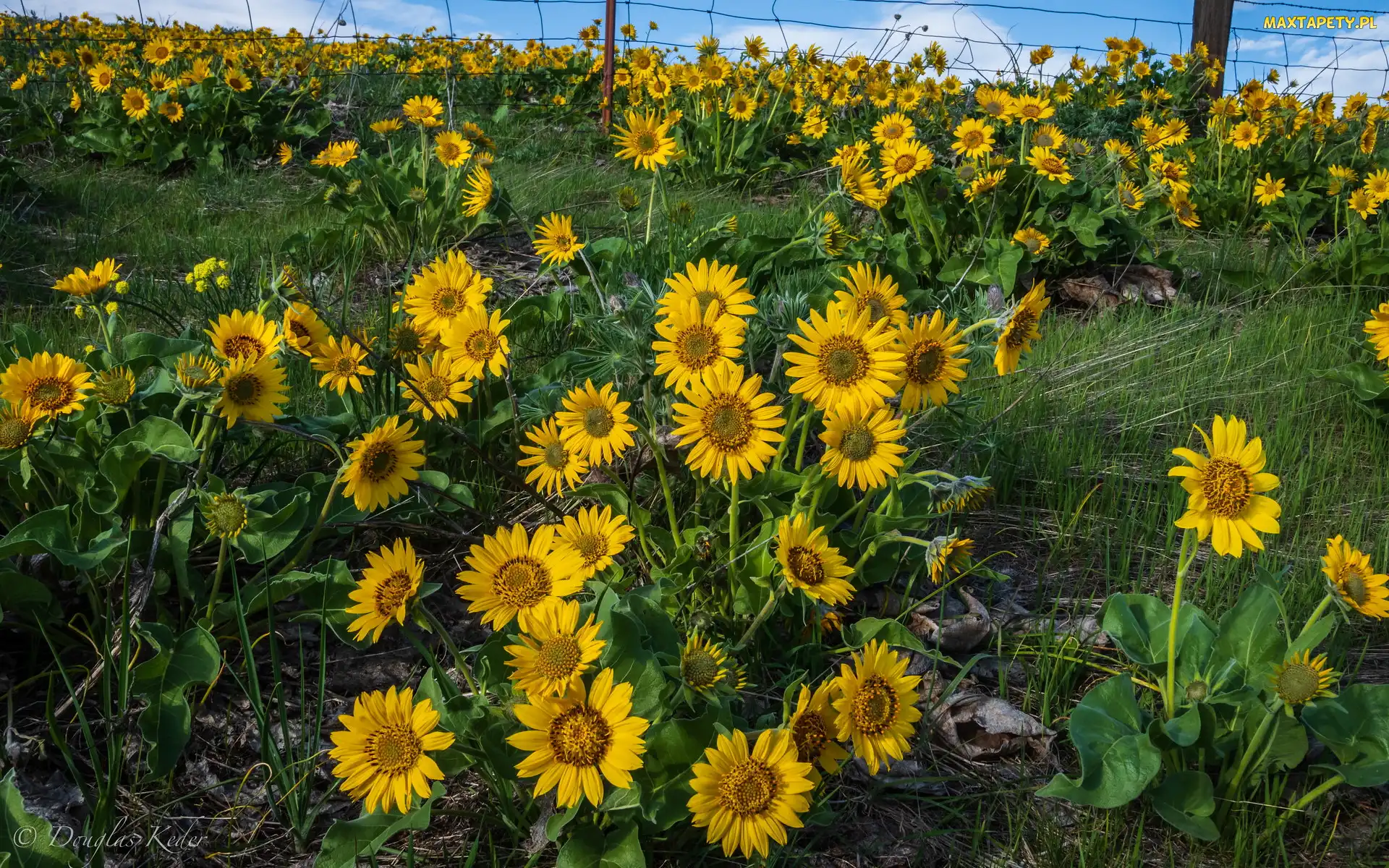 Żółte, Balsamorhiza, Kwiaty