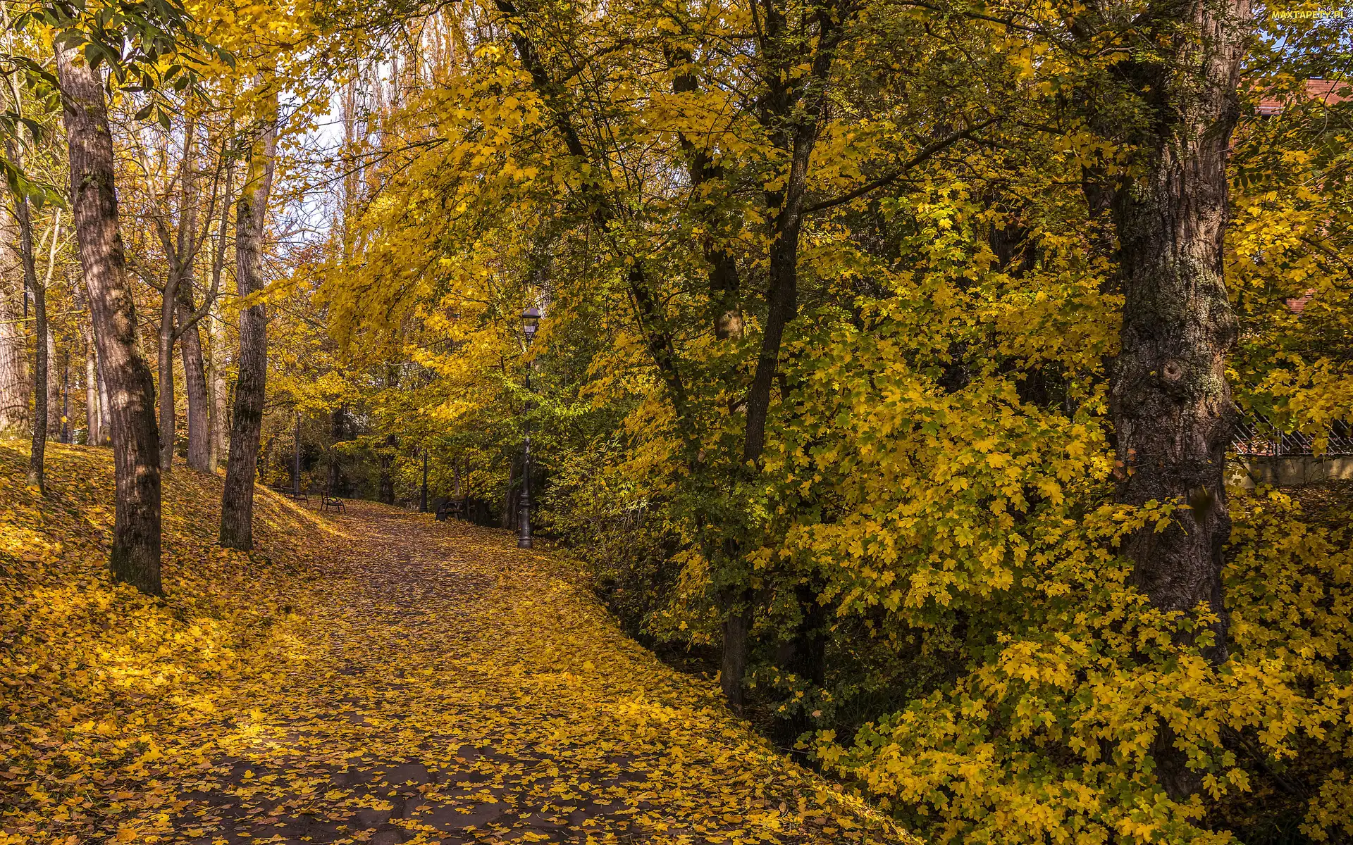 Liście, Drzewa, Droga, Jesień, Latarnia, Park, Ławki