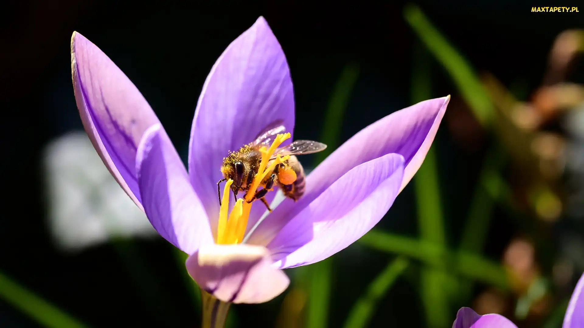 Pszczoła, Makro, Krokus
