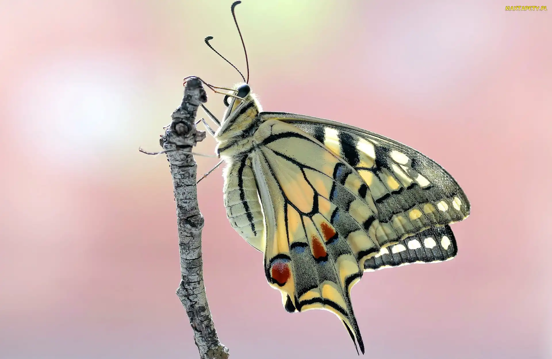 Makro, Gałązka, Motyl, Paź królowej