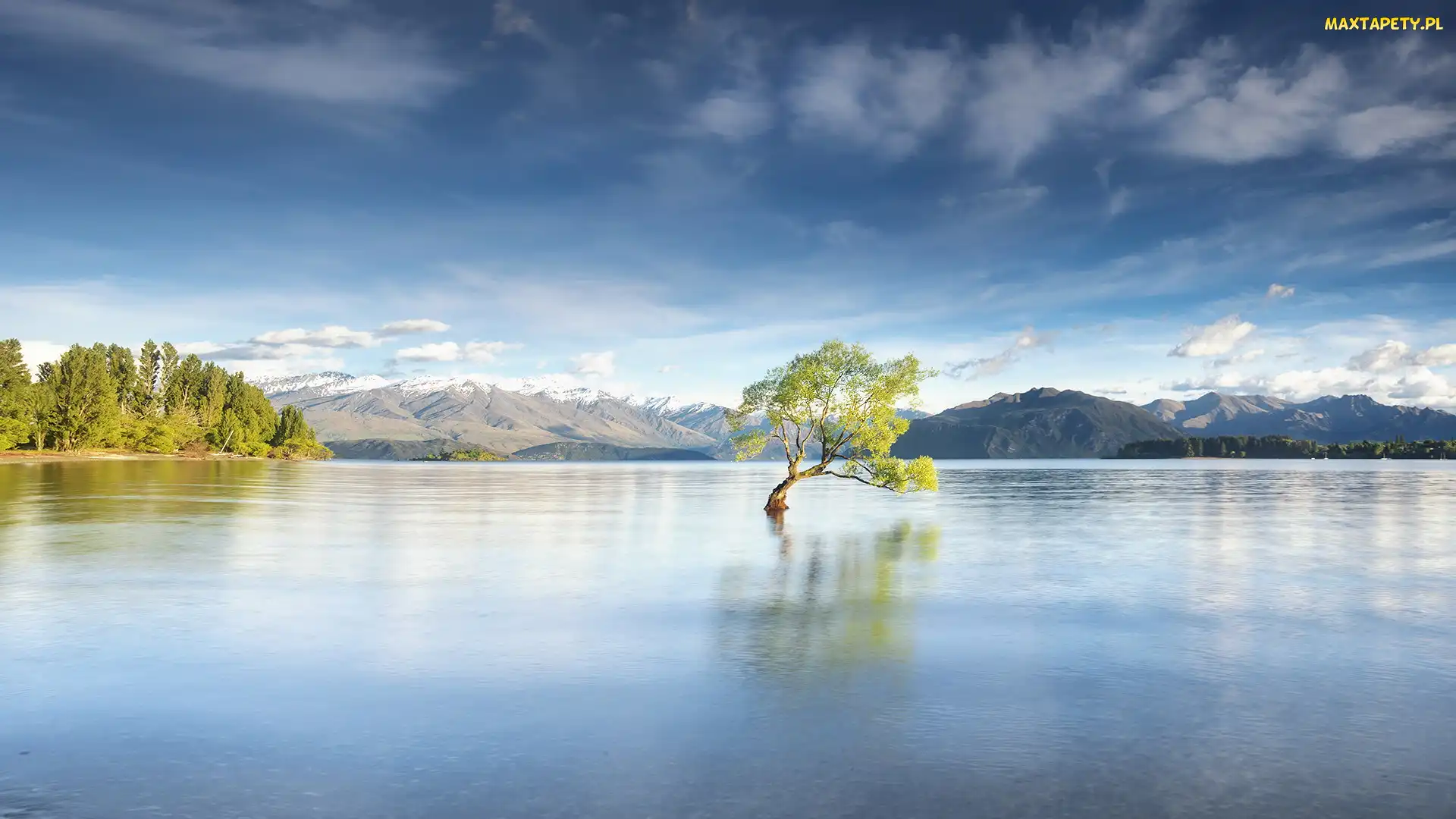 Nowa Zelandia, Wyspa Południowa, Jezioro Wanaka, Drzewo