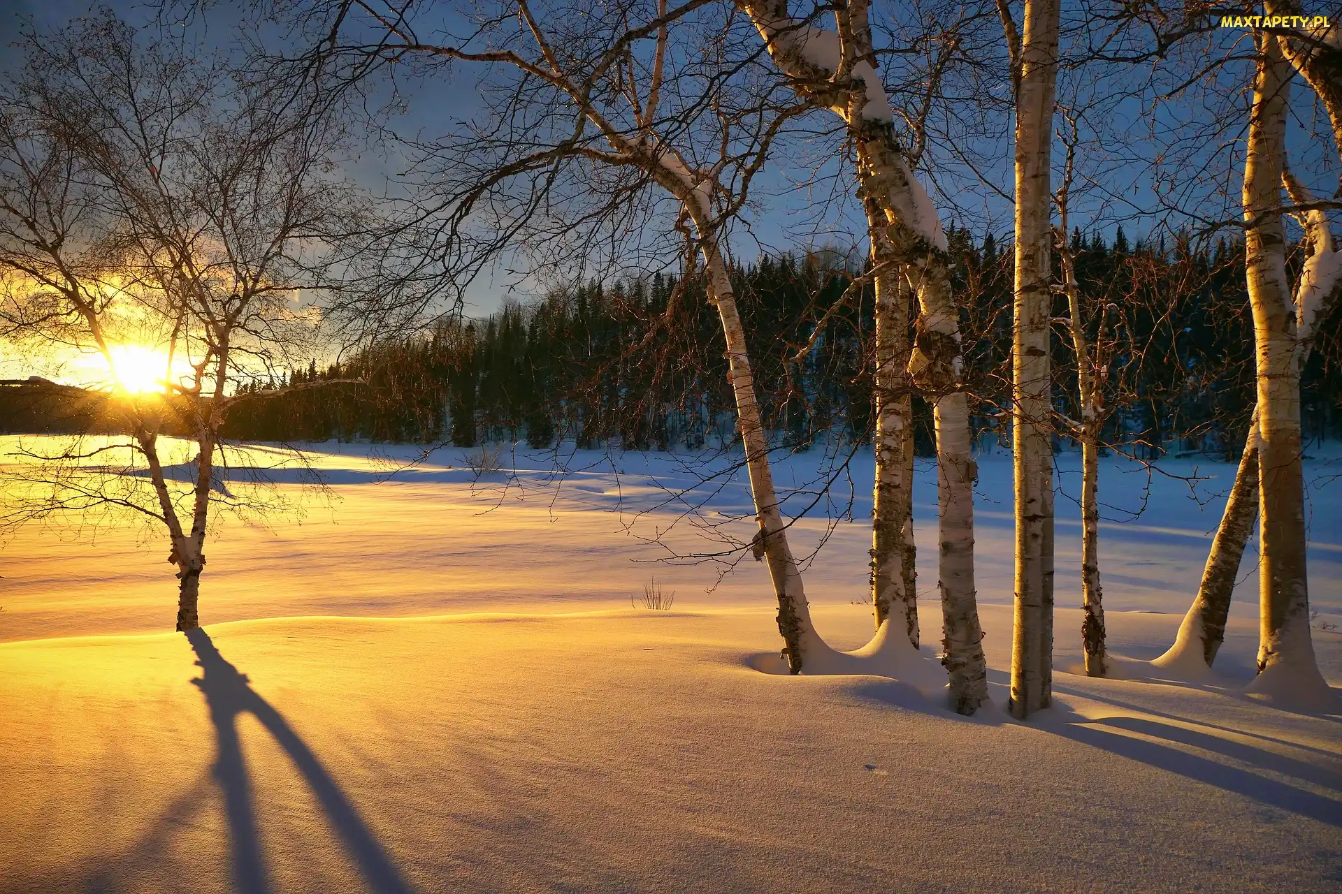 Zima, Brzozy, Wschód słońca, Las, Śnieg