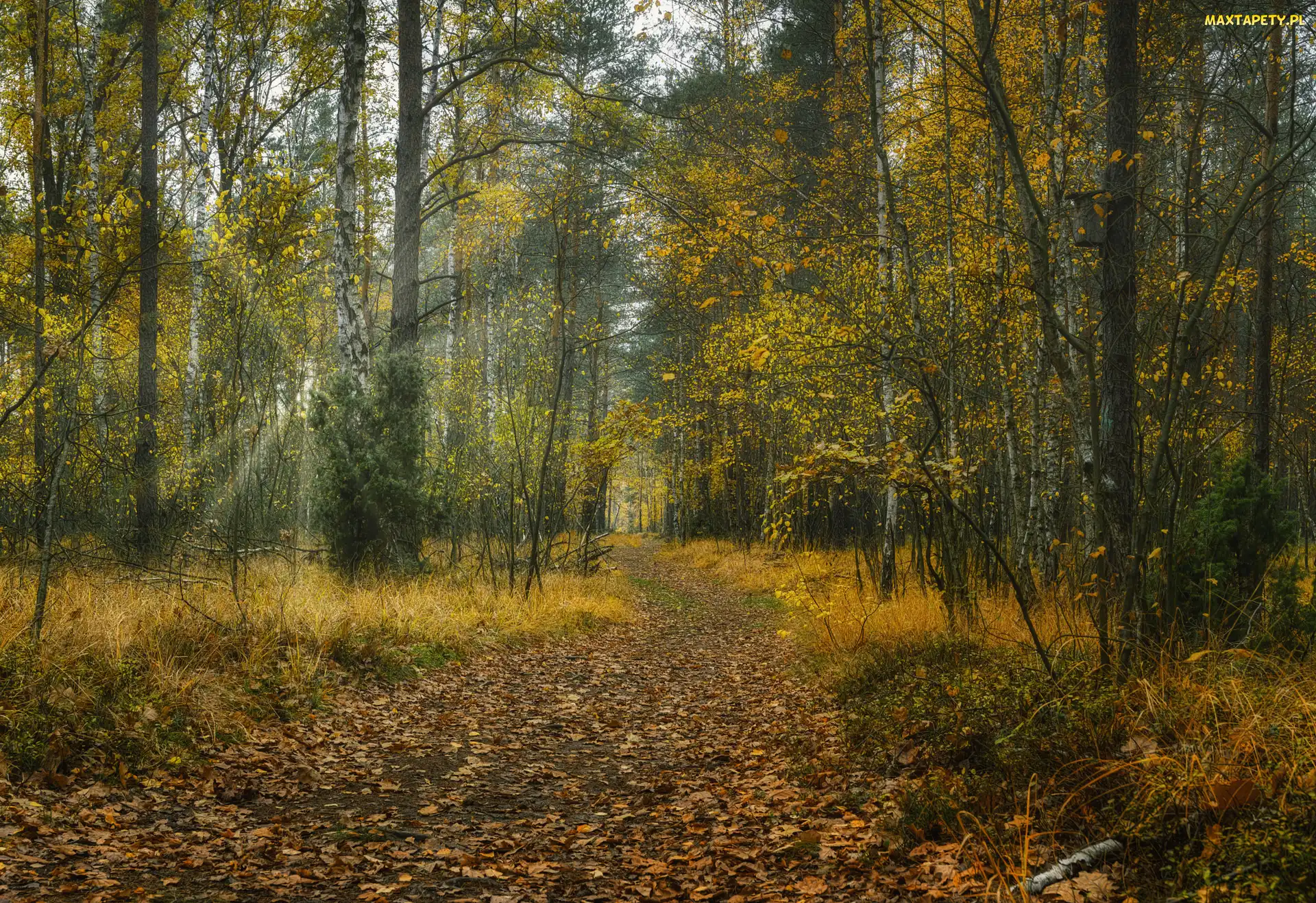 Promienie słońca, Ścieżka, Las, Jesień, Opadłe, Liście