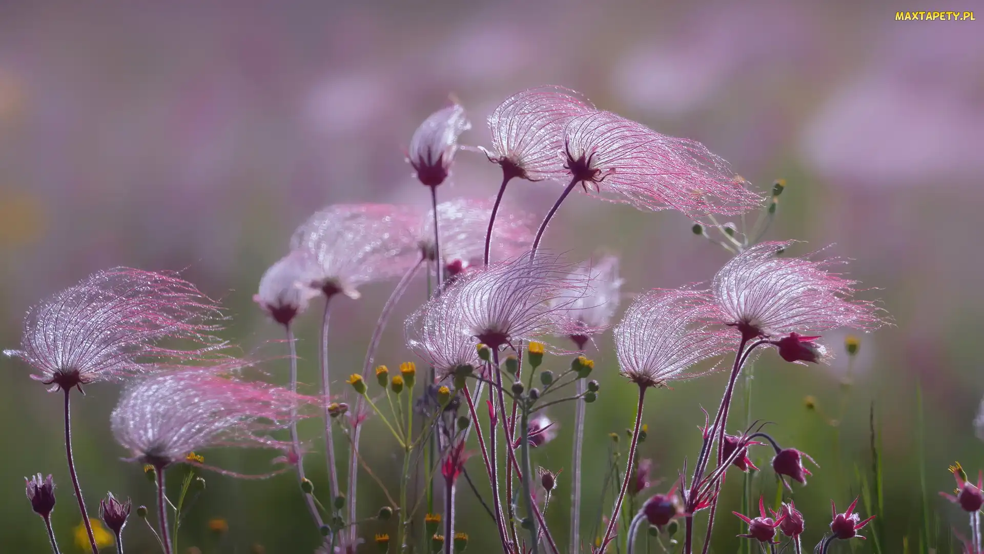 Różowe, Kuklik, Prairie Smoke, Kwiaty, Roślina