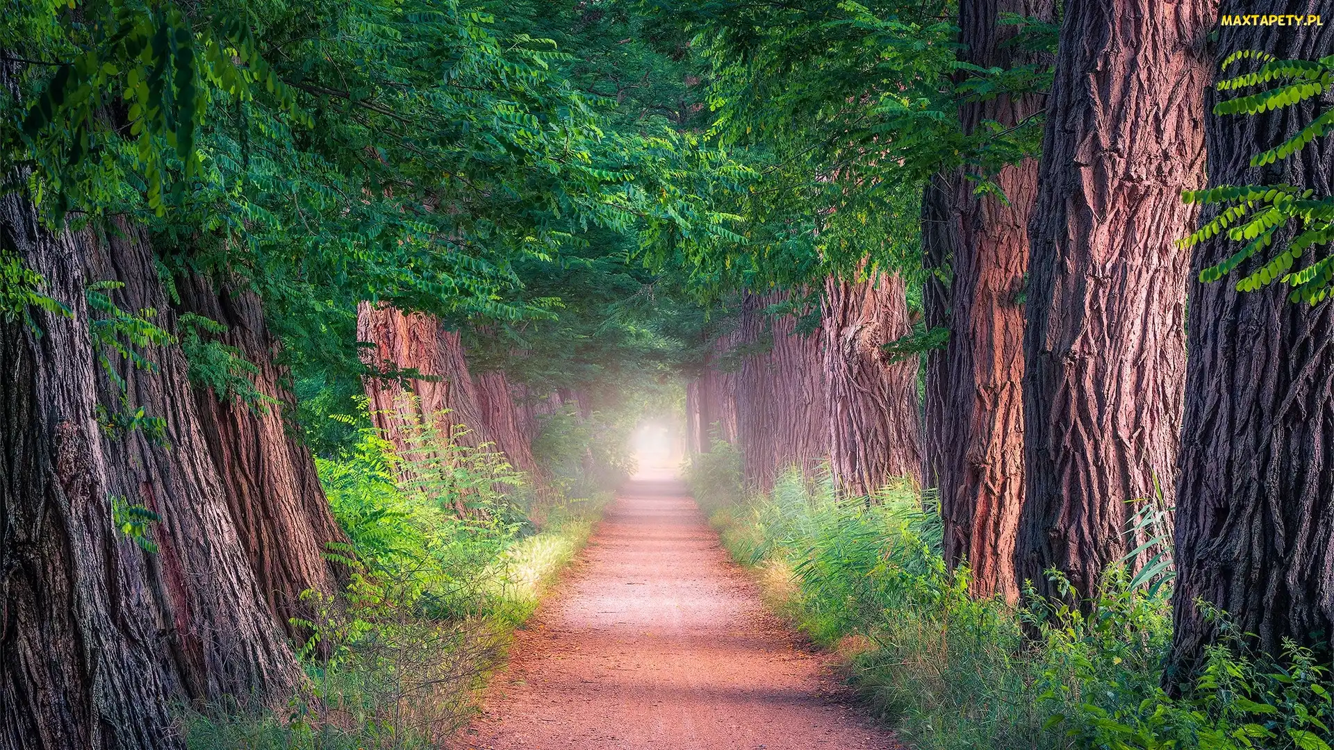 Mgła, Roślinność, Droga, Drzewa