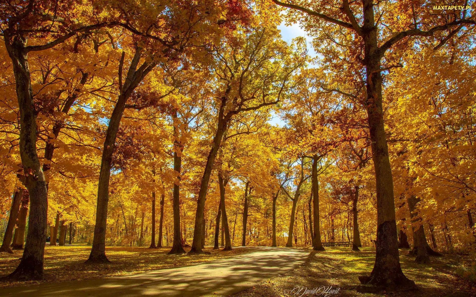 Dzień, Słoneczny, Pożółkłe, Jesień, Drzewa, Park