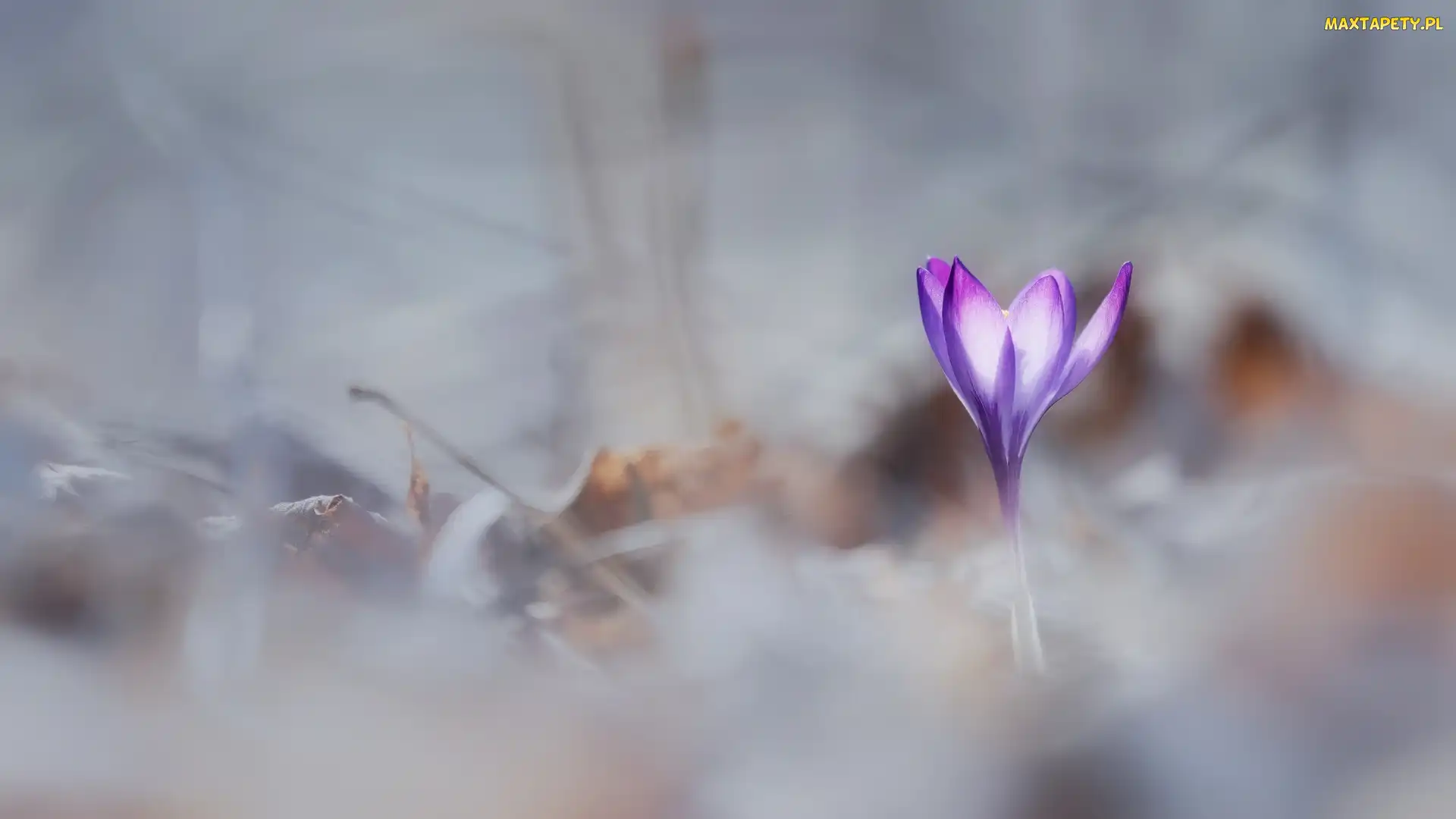Rozmyte tło, Krokus, Fioletowy, Kwiatek