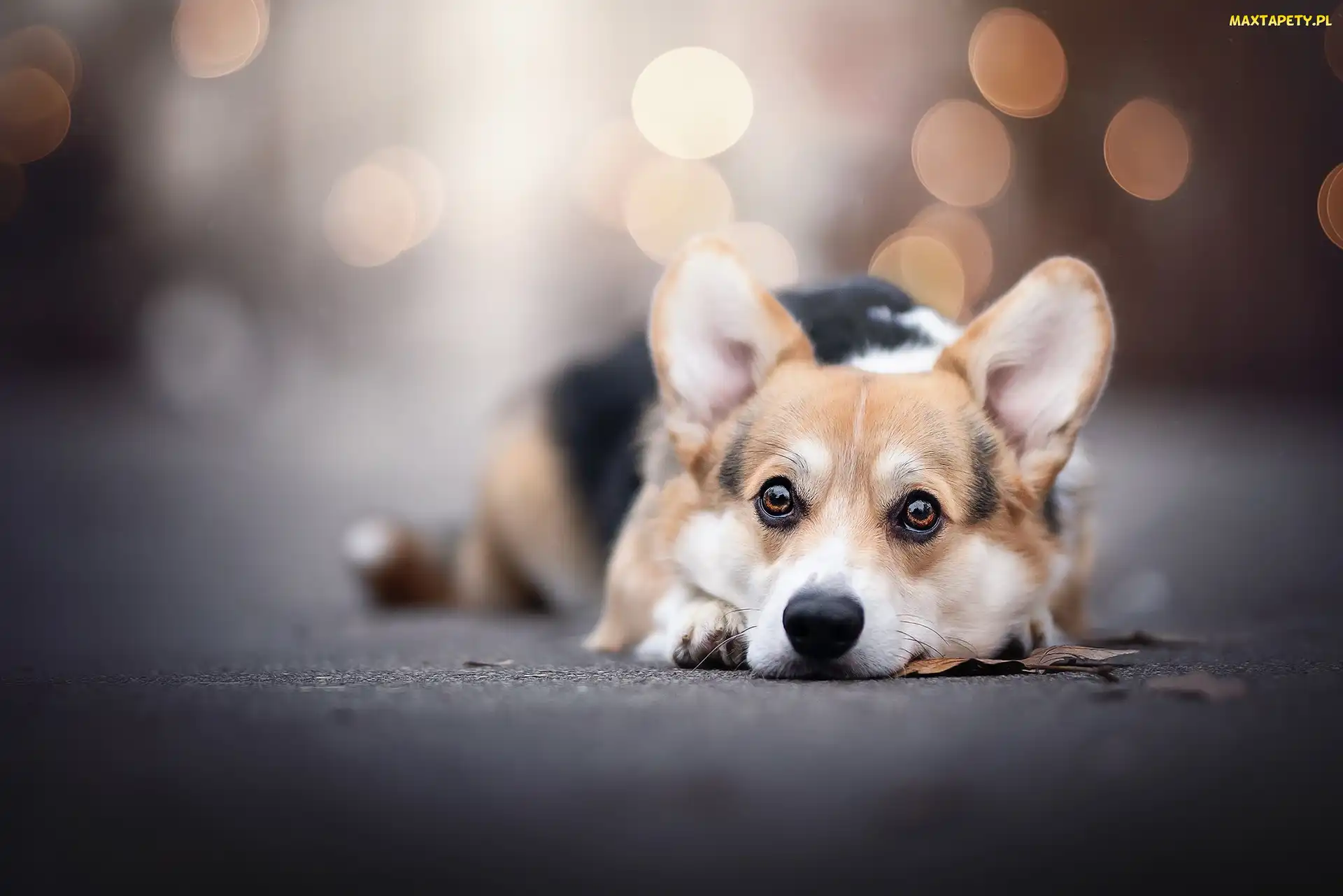Pies, Leżący, Welsh corgi pembroke