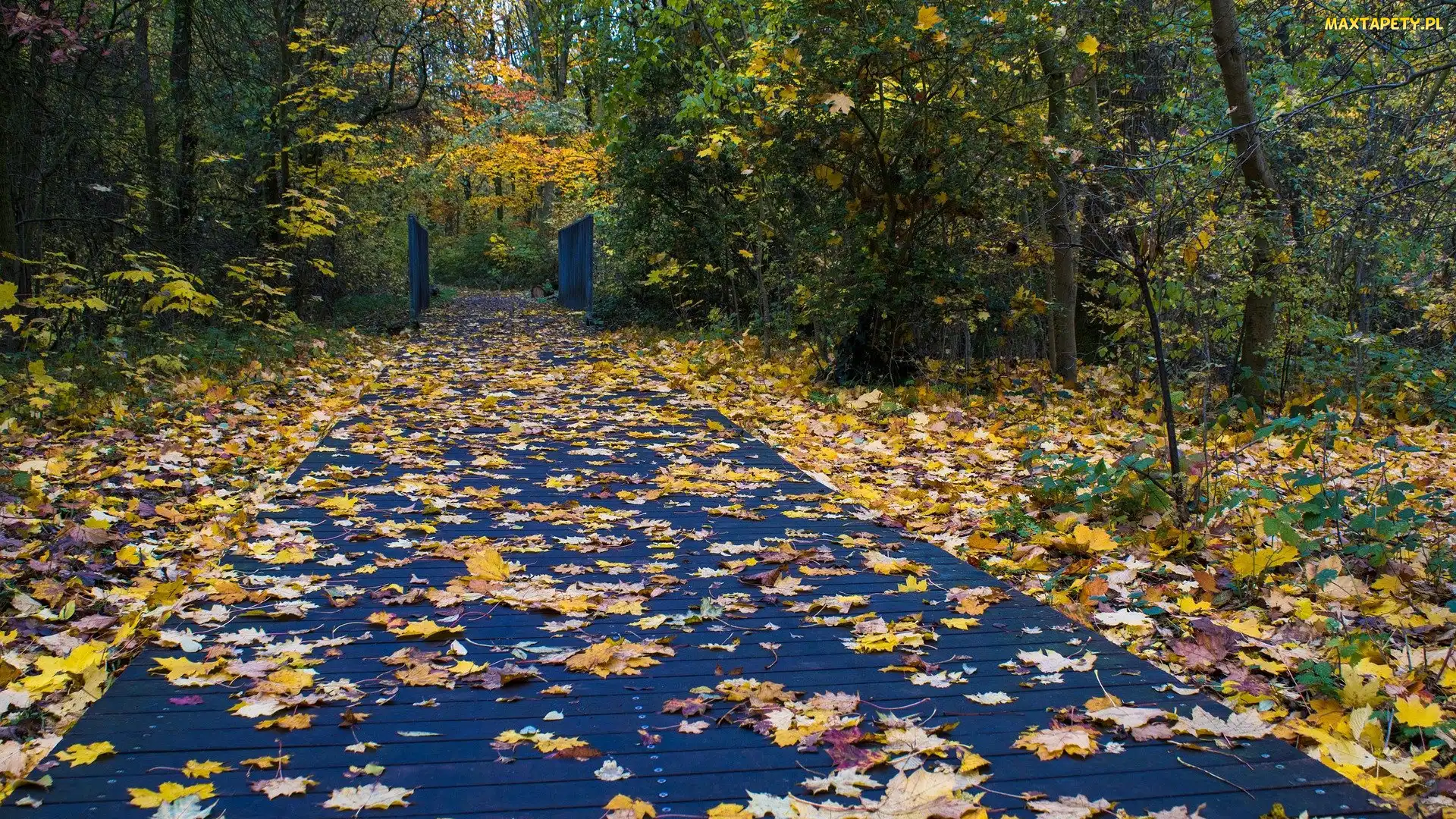 Park, Drzewa, Pomost, Jesień, Opadłe, Liście