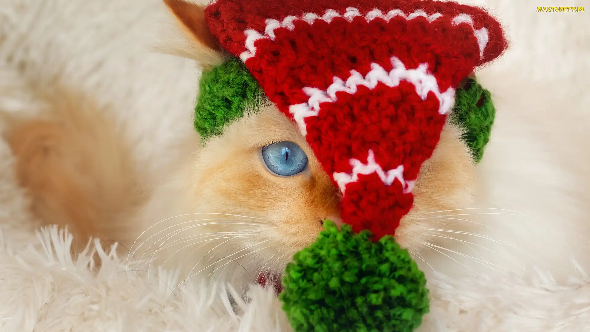 Pompon, Czapka, Kot, Dzianinowa