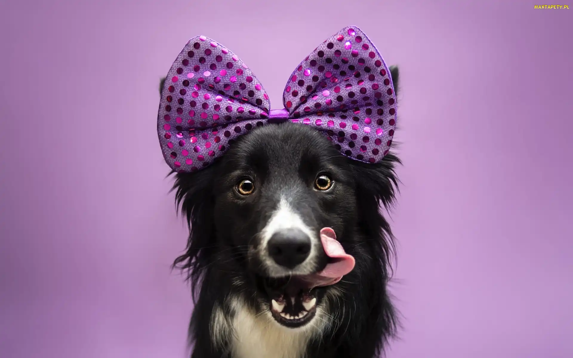 Border collie, Kokardka, Pies