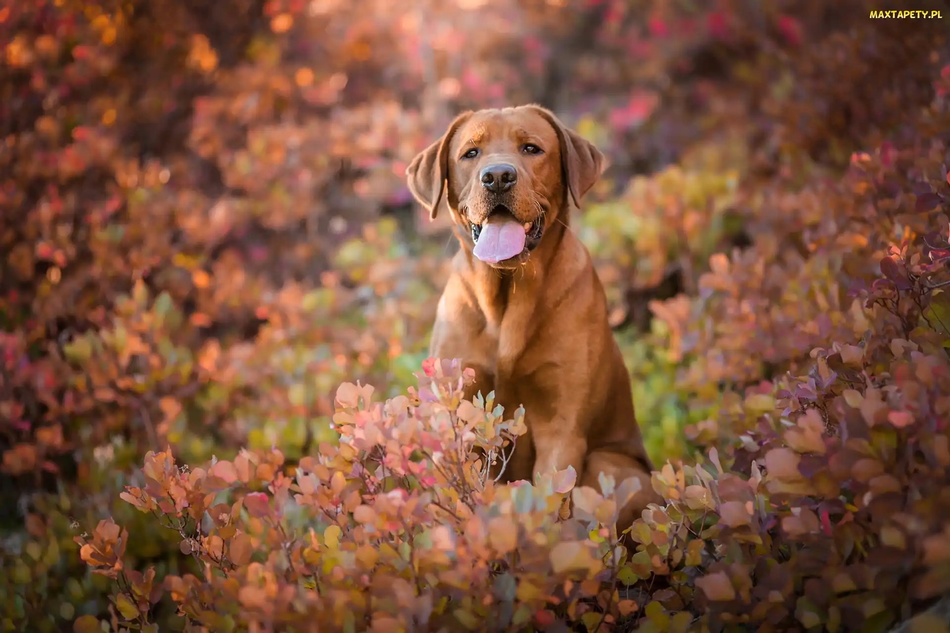 Labrador retriever, Liście, Jesienne, Krzewy, Pies