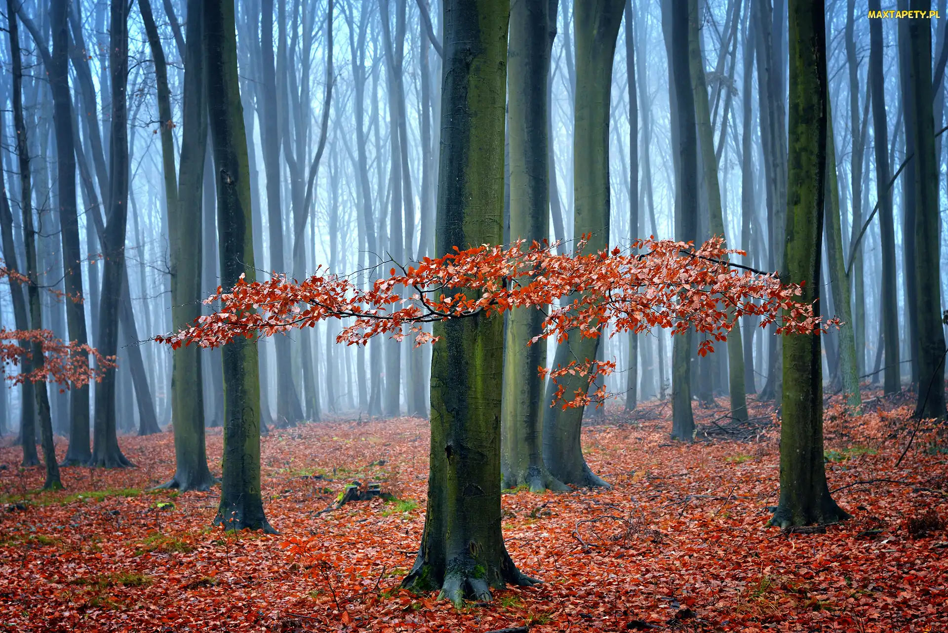 Jesień, Las, Liście, Opadłe, Brązowe, Drzewa
