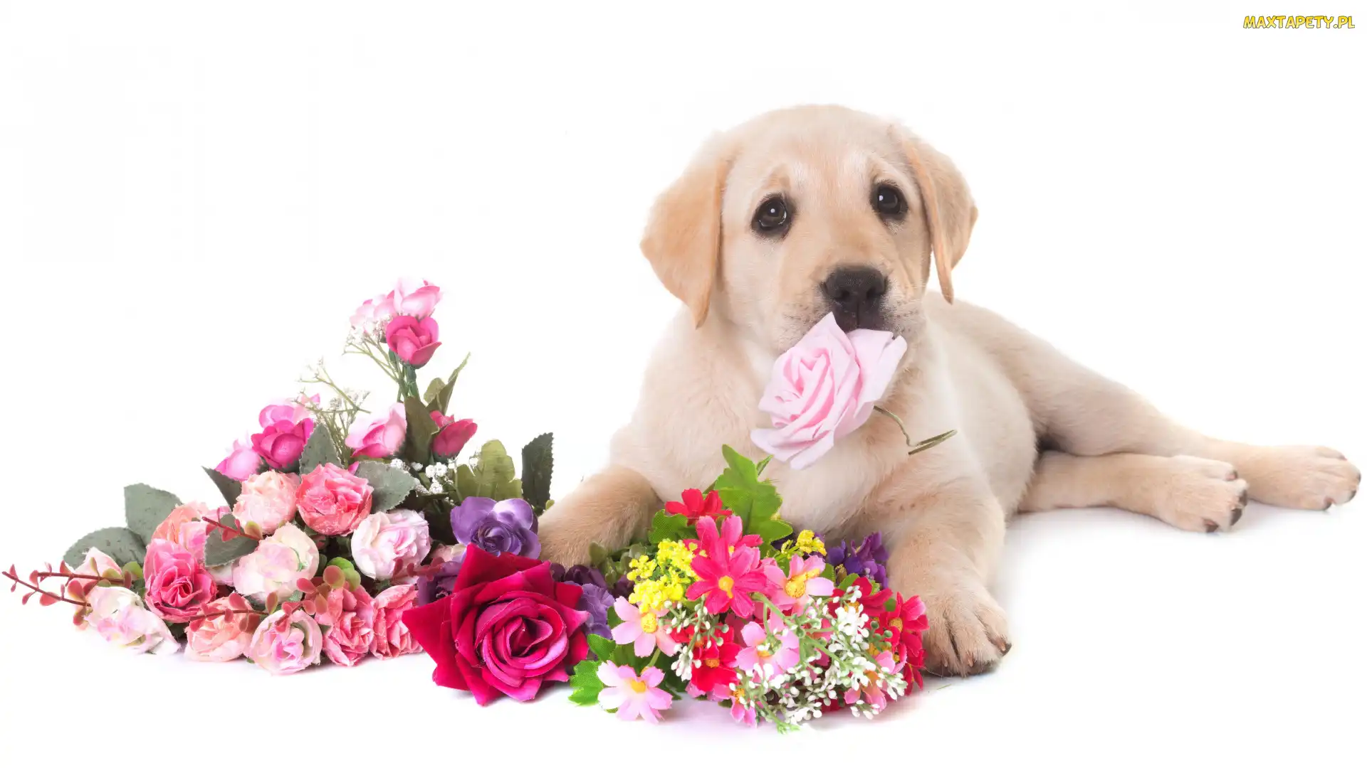 Labrador retriever, Szczeniak, Kwiaty, Pies