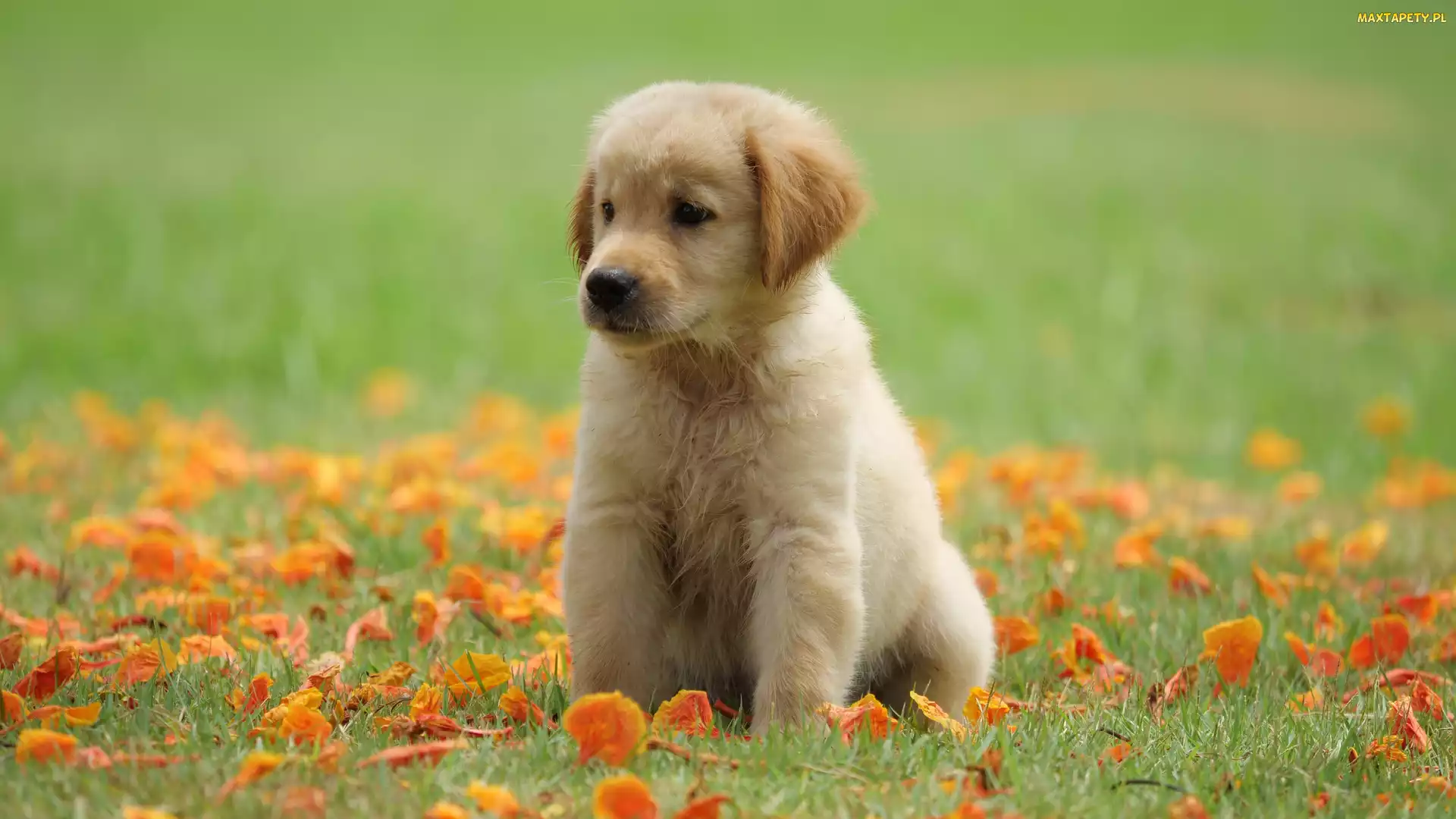 Liście, Łąka, Szczeniak, Golden retriever