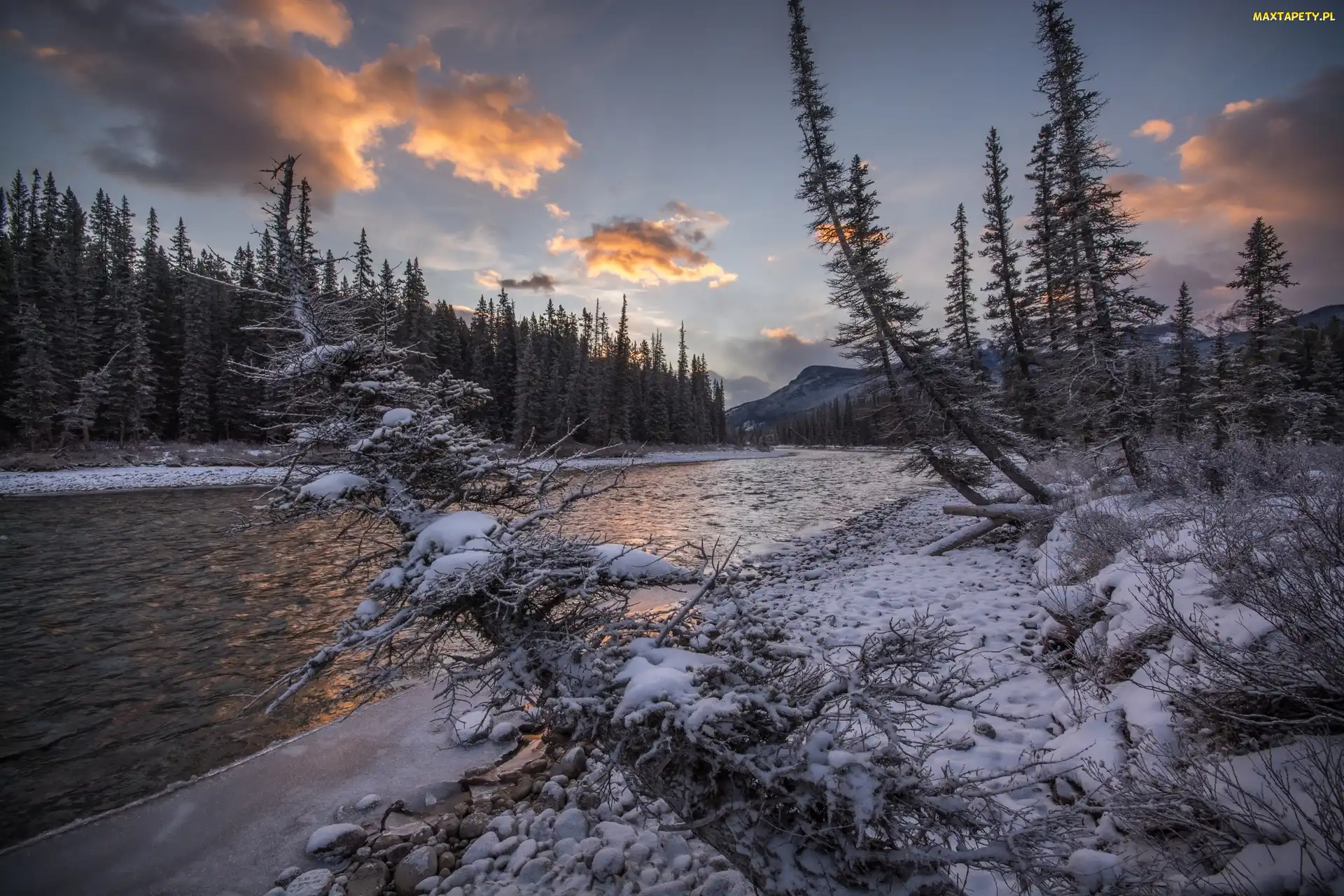Rośliny, Góry, Park Narodowy Banff, Zima, Las, Kanada, Rzeka Bow River