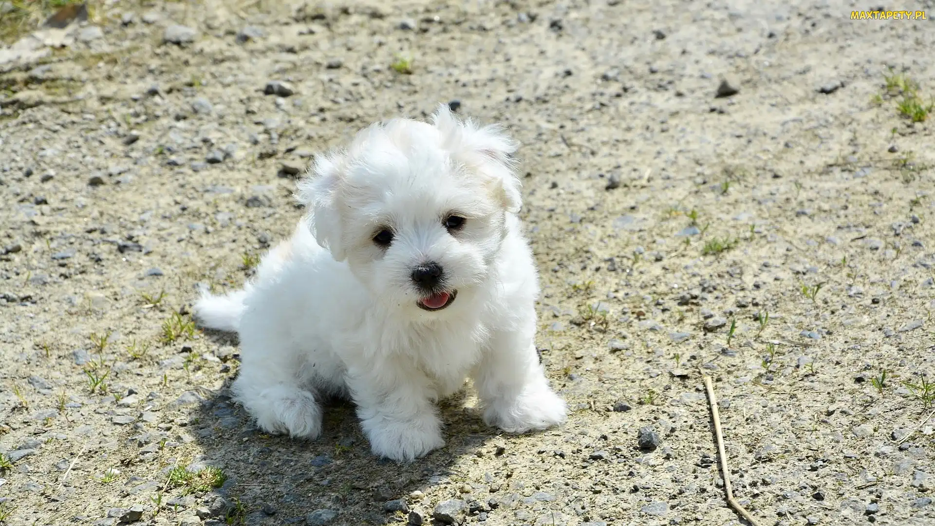 Biały, Coton de Tulear, Szczeniak, Pies