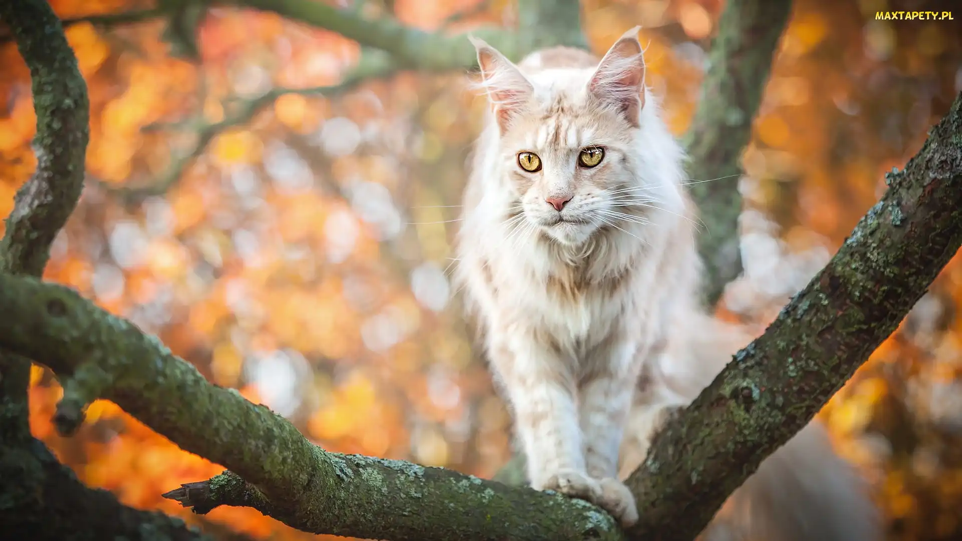 Kot, Gałęzie, Drzewo, Maine coon