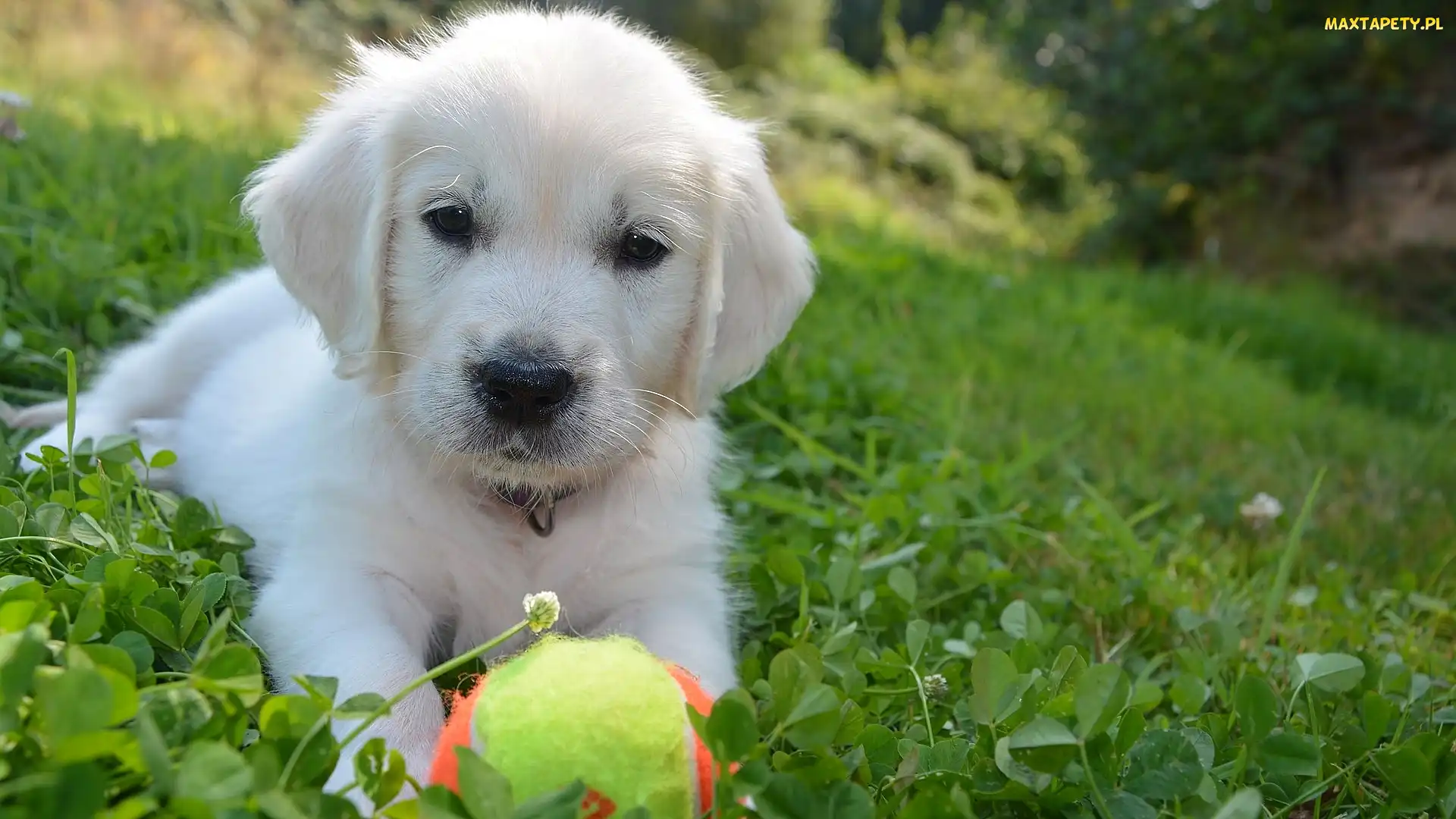 Szczeniak, Trawa, Piłeczka, Golden retriever, Biały