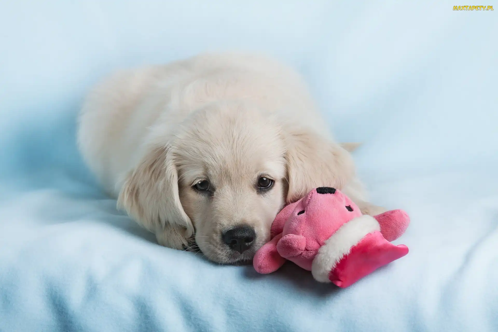 Pies, Maskotka, Golden retriever, Szczeniak, Biały