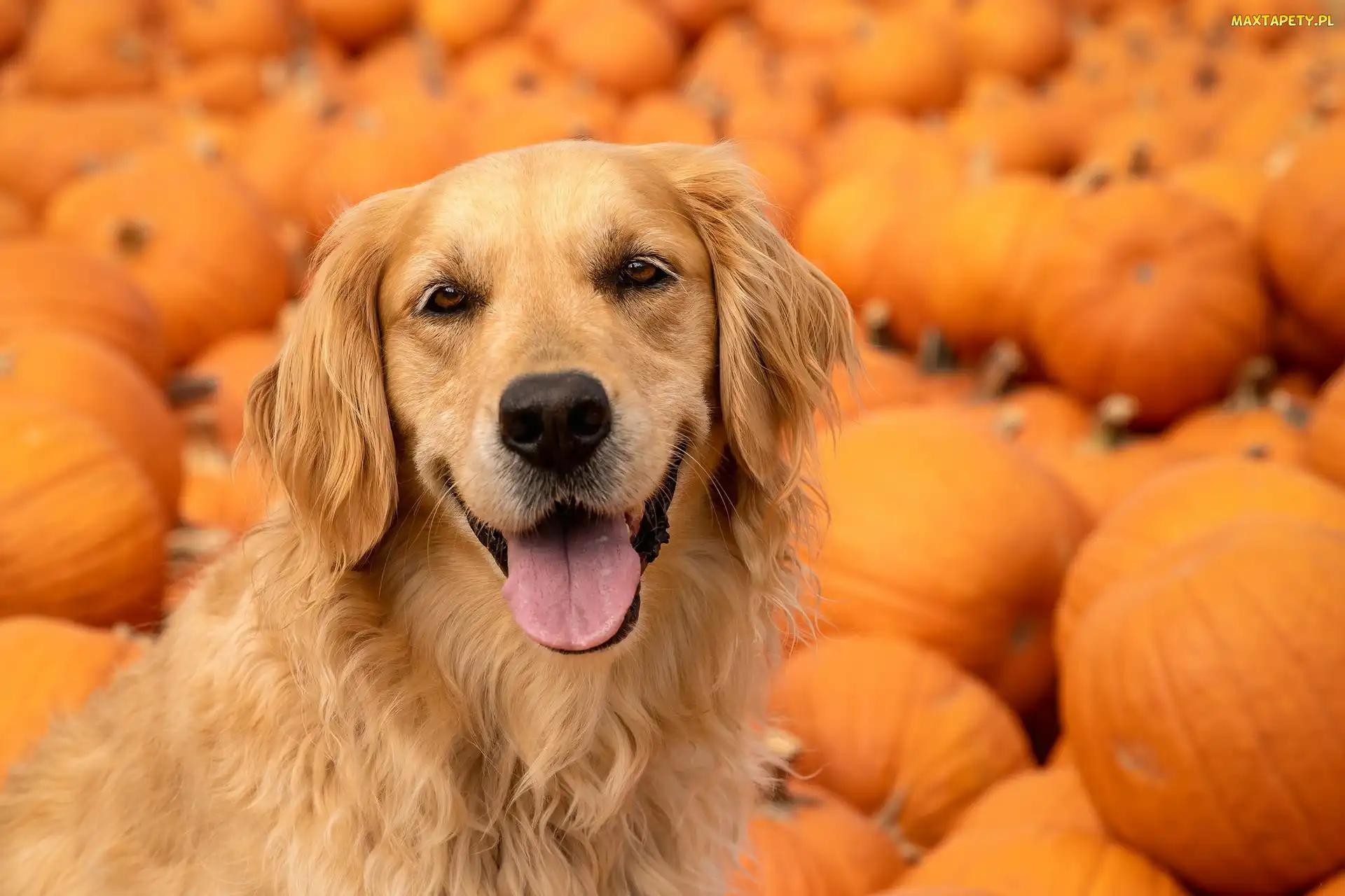 Golden retriever, Dynie, Pies