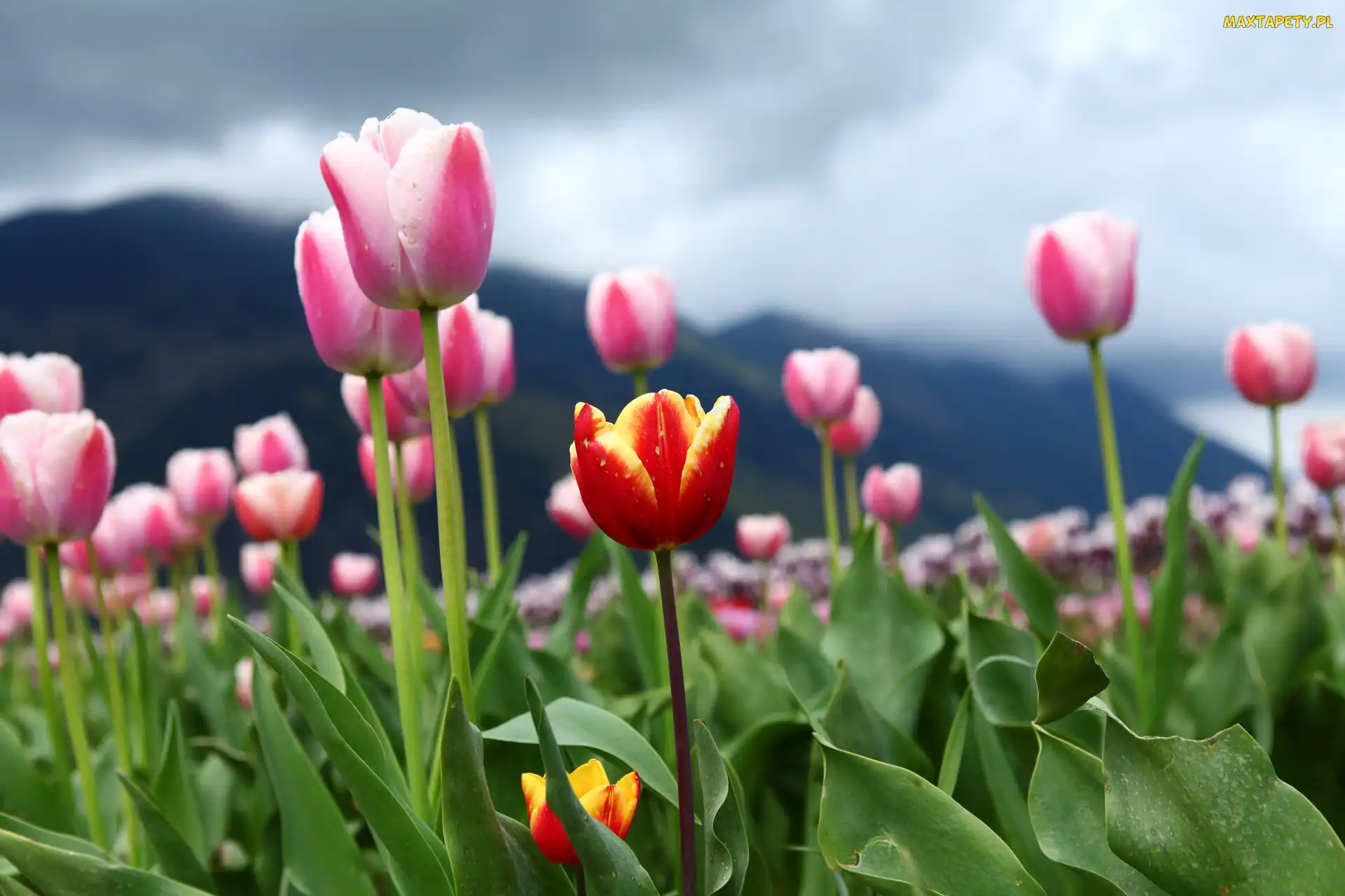 Różowe, Tulipan, Czerwono-żółty, Tulipany, Kwiaty