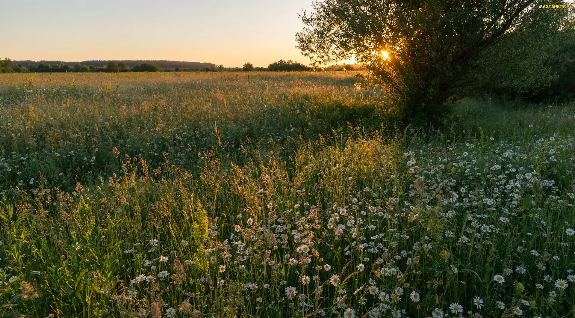 Łąka, Zachód słońca, Margerytki, Drzewa, Trawa