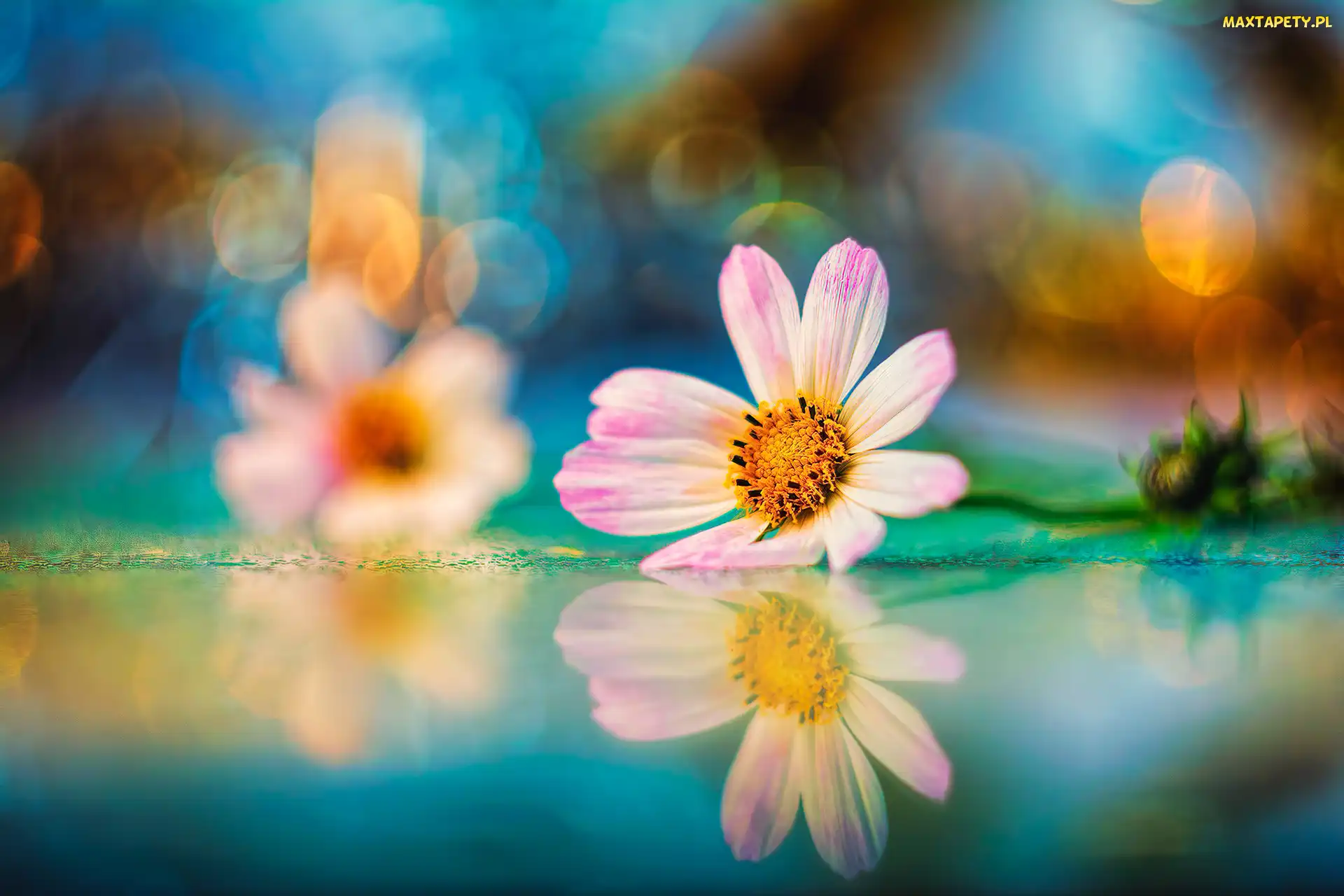 Odbicie, Bokeh, Różowo-biały, Kwiat