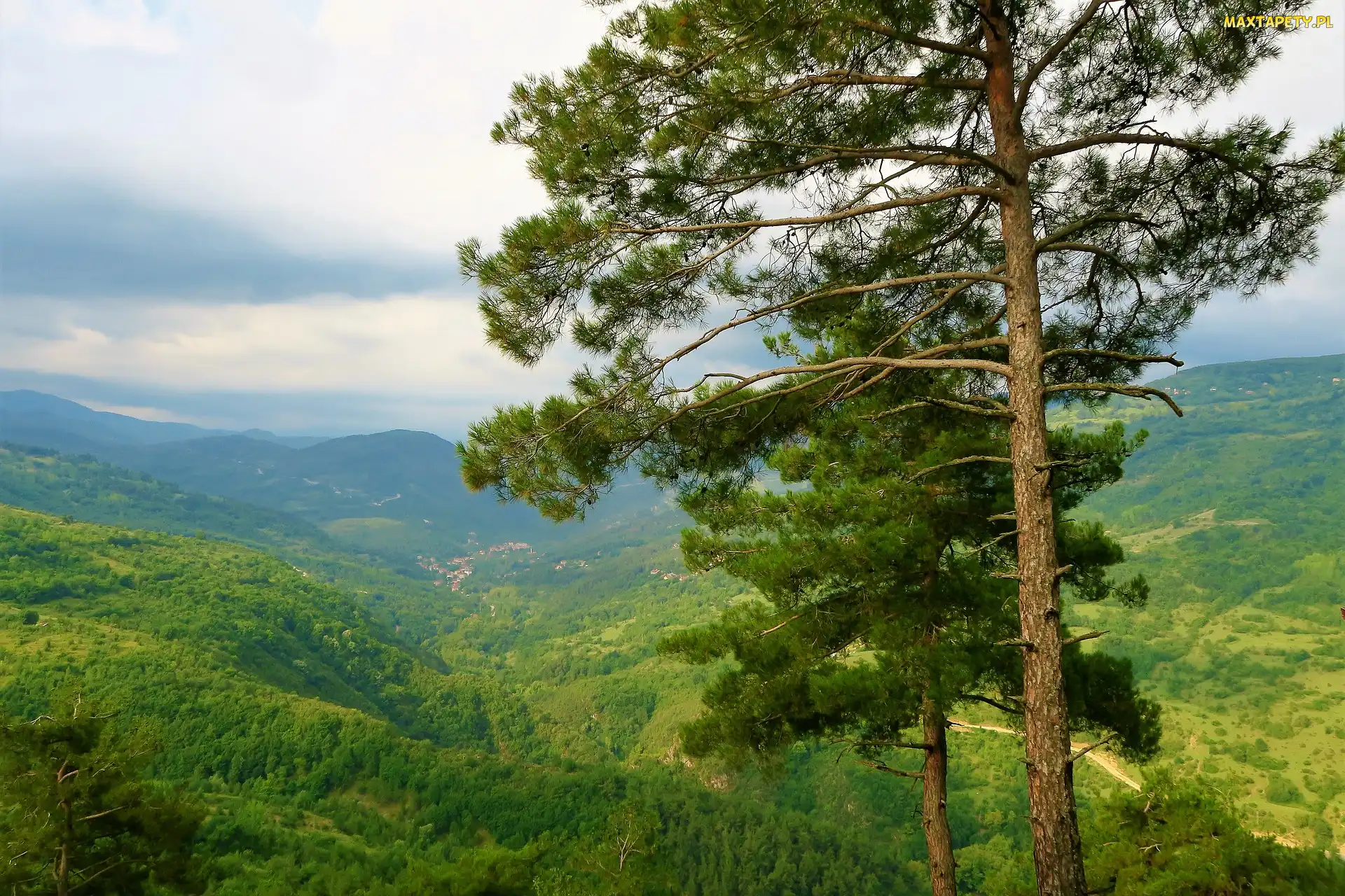 Góry, Dolina, Sosny, Wzgórze