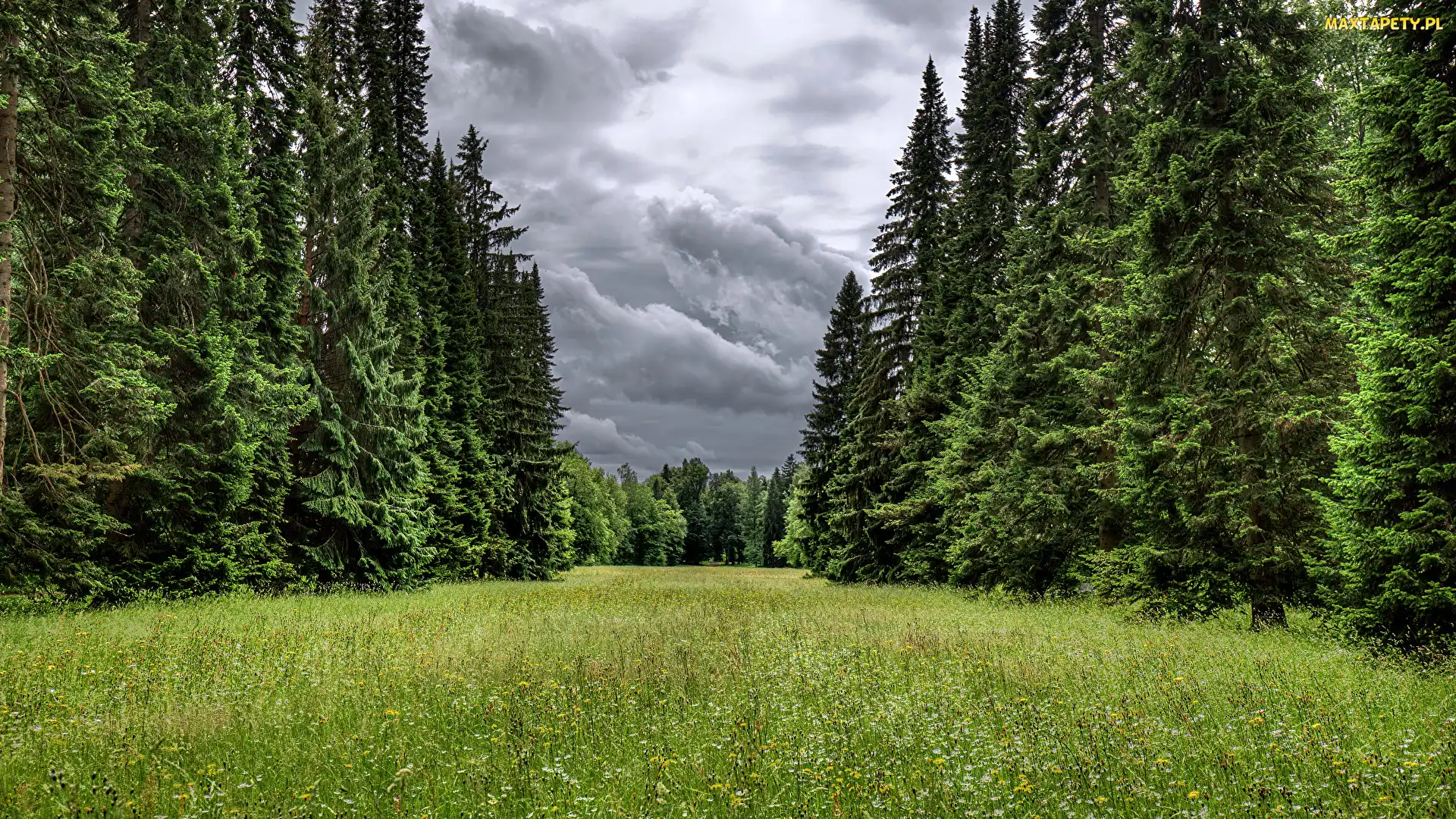 Drzewa, Chmury, Ciemne, Świerki, Park