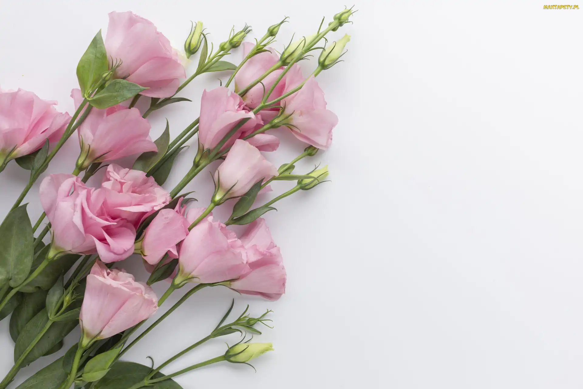 Kwiaty, Eustoma, Różowe