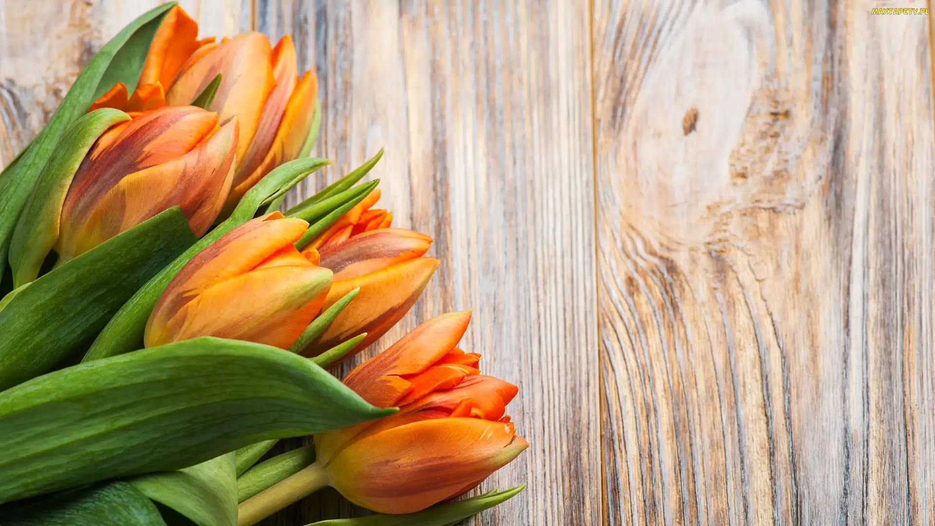 Pomarańczowe, Deski, Tulipany