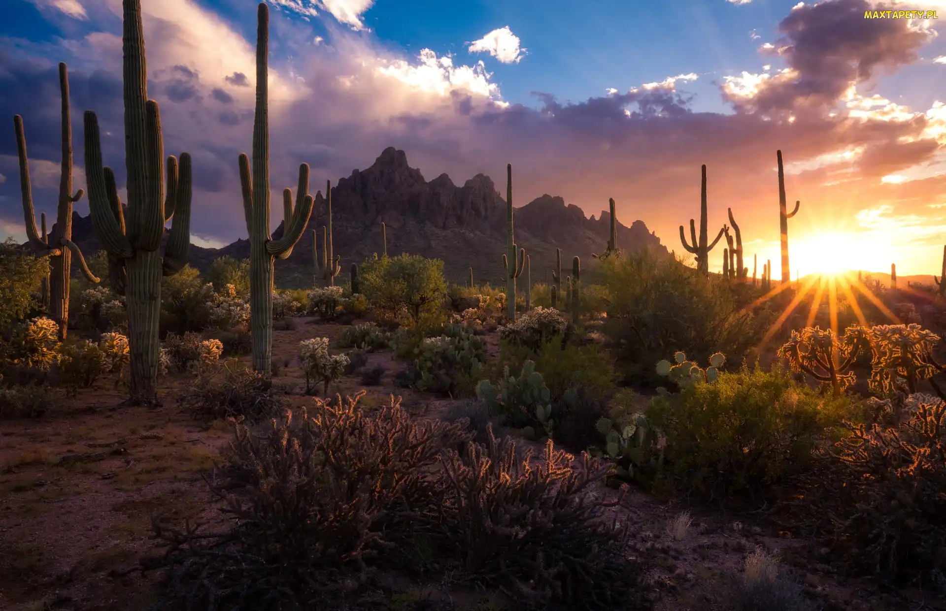 Arizona, Zachód słońca, Kaktusy, Stany Zjednoczone, Karnegie olbrzymie, Góry, Park Narodowy Saguaro