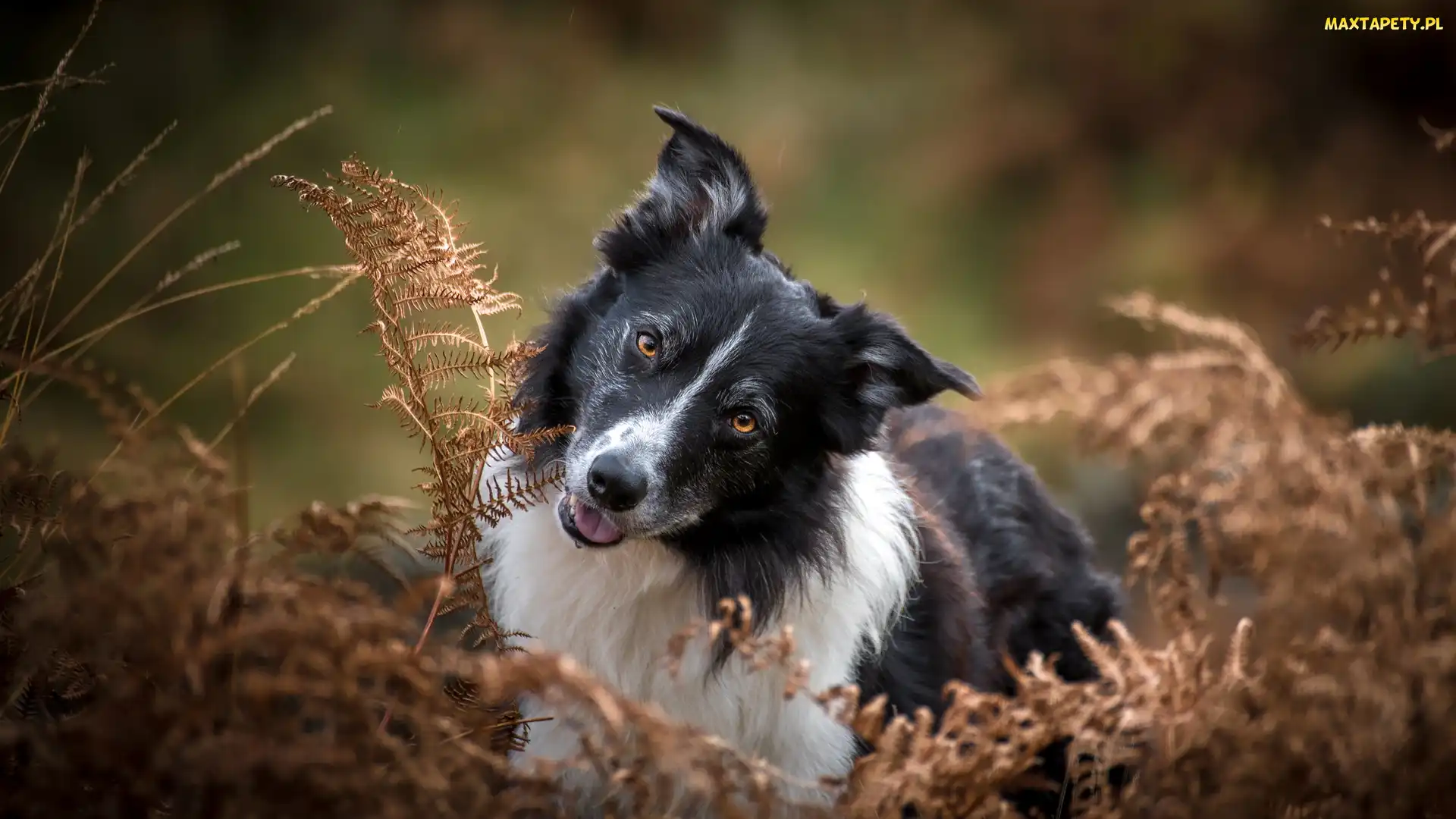 Pies, Paprocie, Uschnięte, Border collie, Biało-czarny