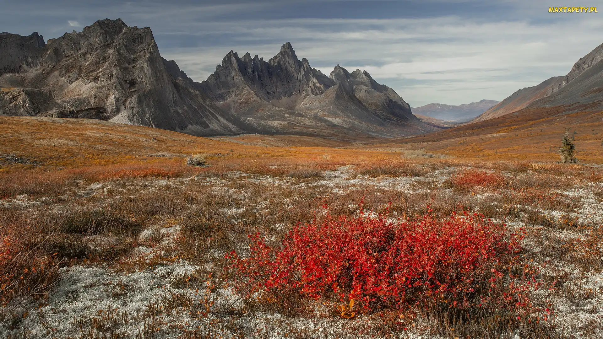 Tombstone Territorial Park, Kolorowe, Park, Jesień, Jukon, Góry Ogilvie, Kanada, Rośliny