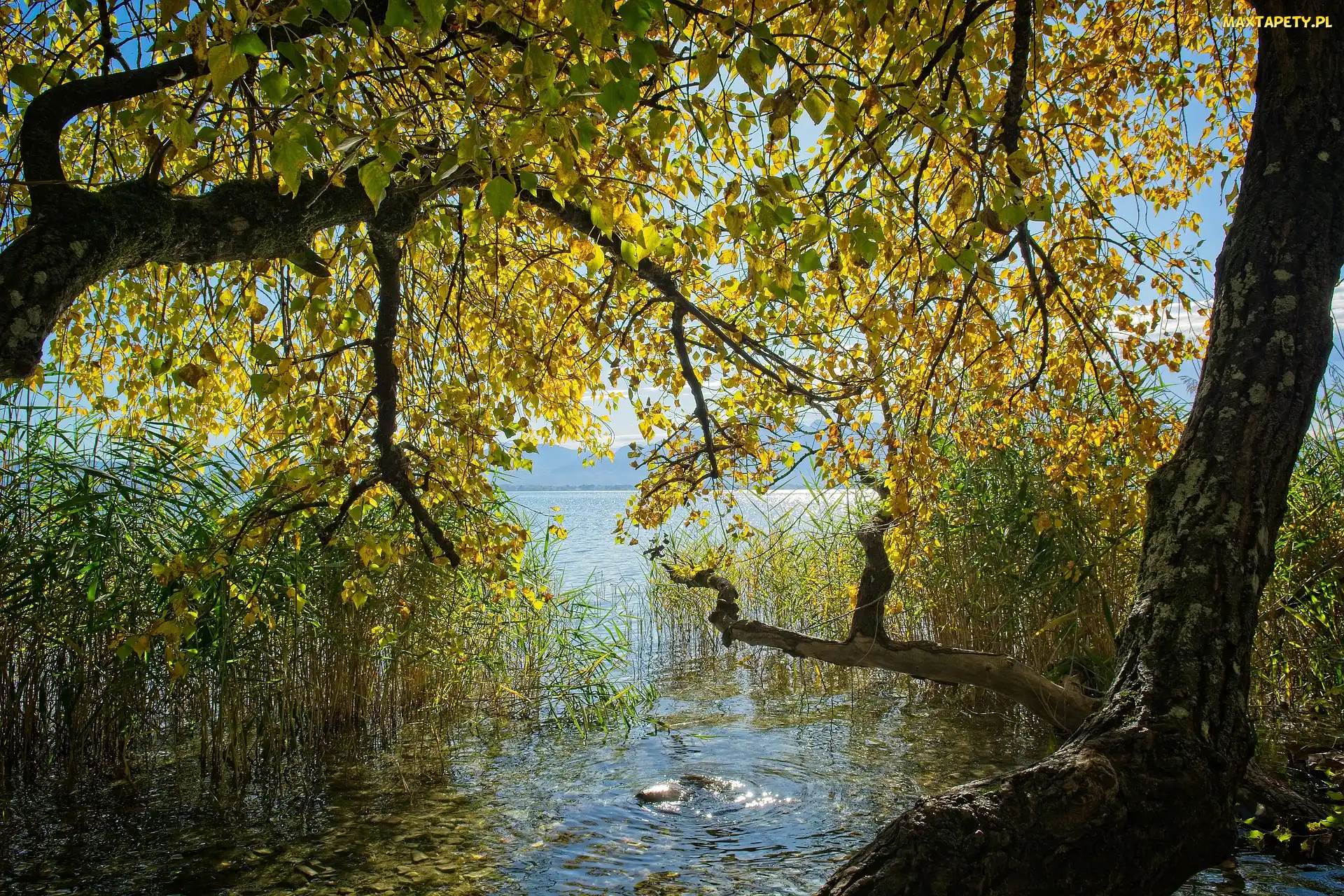 Szuwary, Gałęzie, Jezioro, Jesień, Drzewo, Zwisające