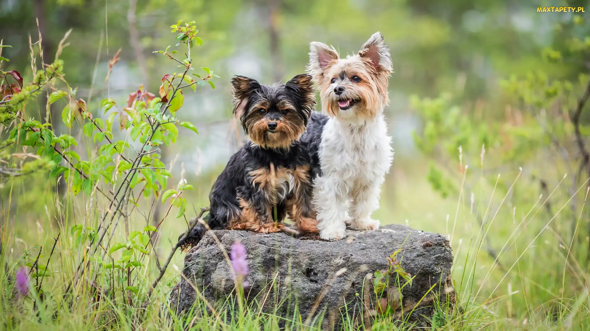 Kamień, Yorkshire terrier, Dwa, Psy