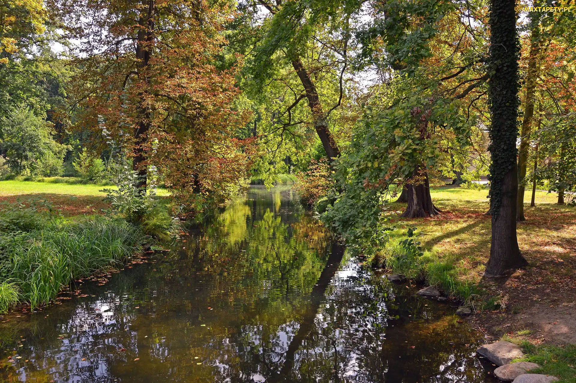 Dzień, Słoneczny, Park, Jesień, Drzewa, Rzeczka