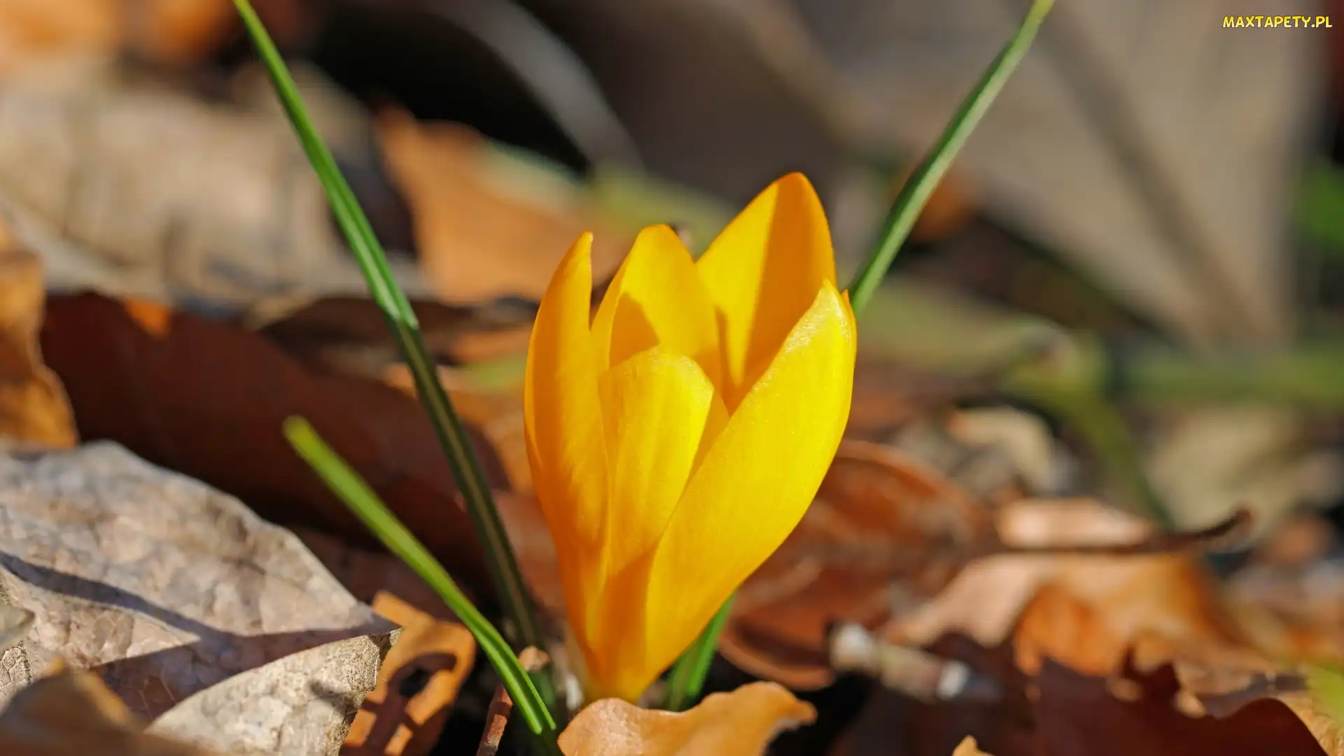 Liście, Krokus, Kwiat, Żółty