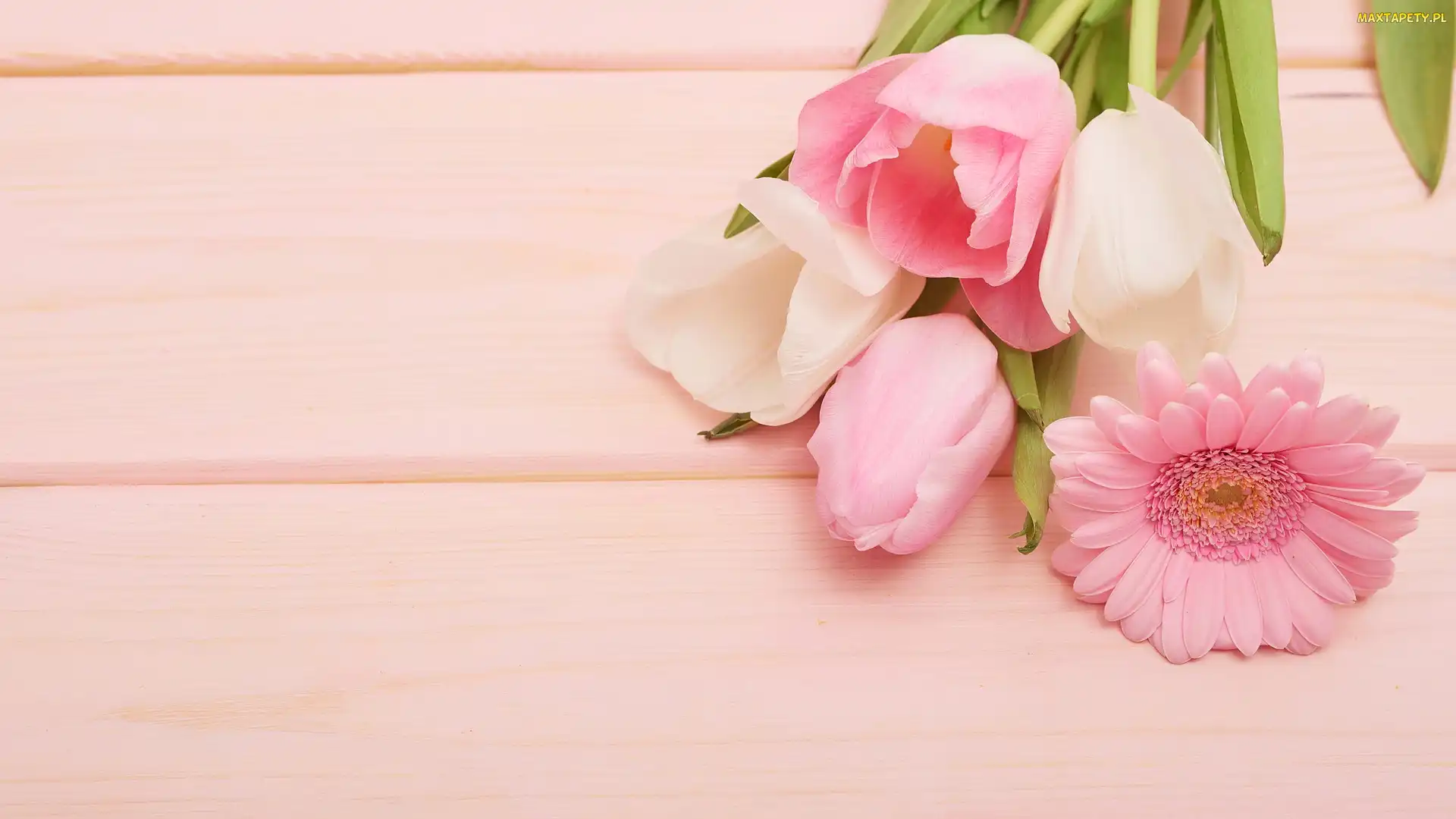 Tło, Różowe, Tulipany, Gerbera